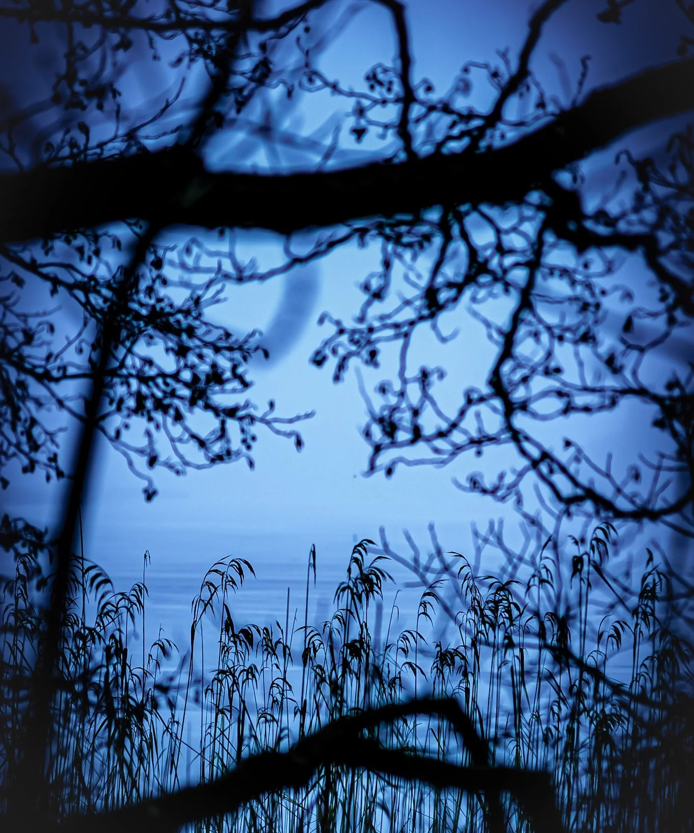 Tree branches and tall grass against a blue evening sky.