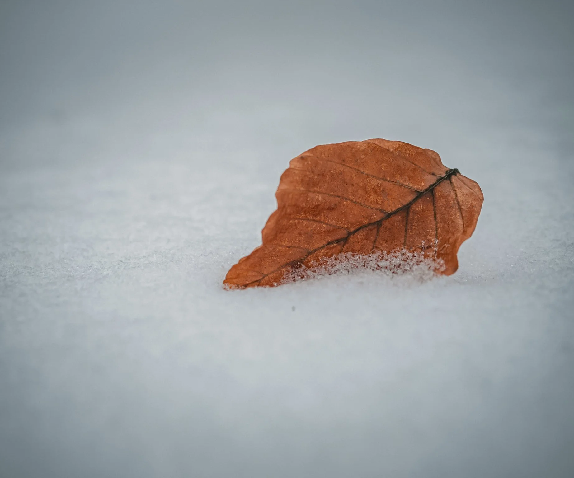Brown leaf resting on snow.