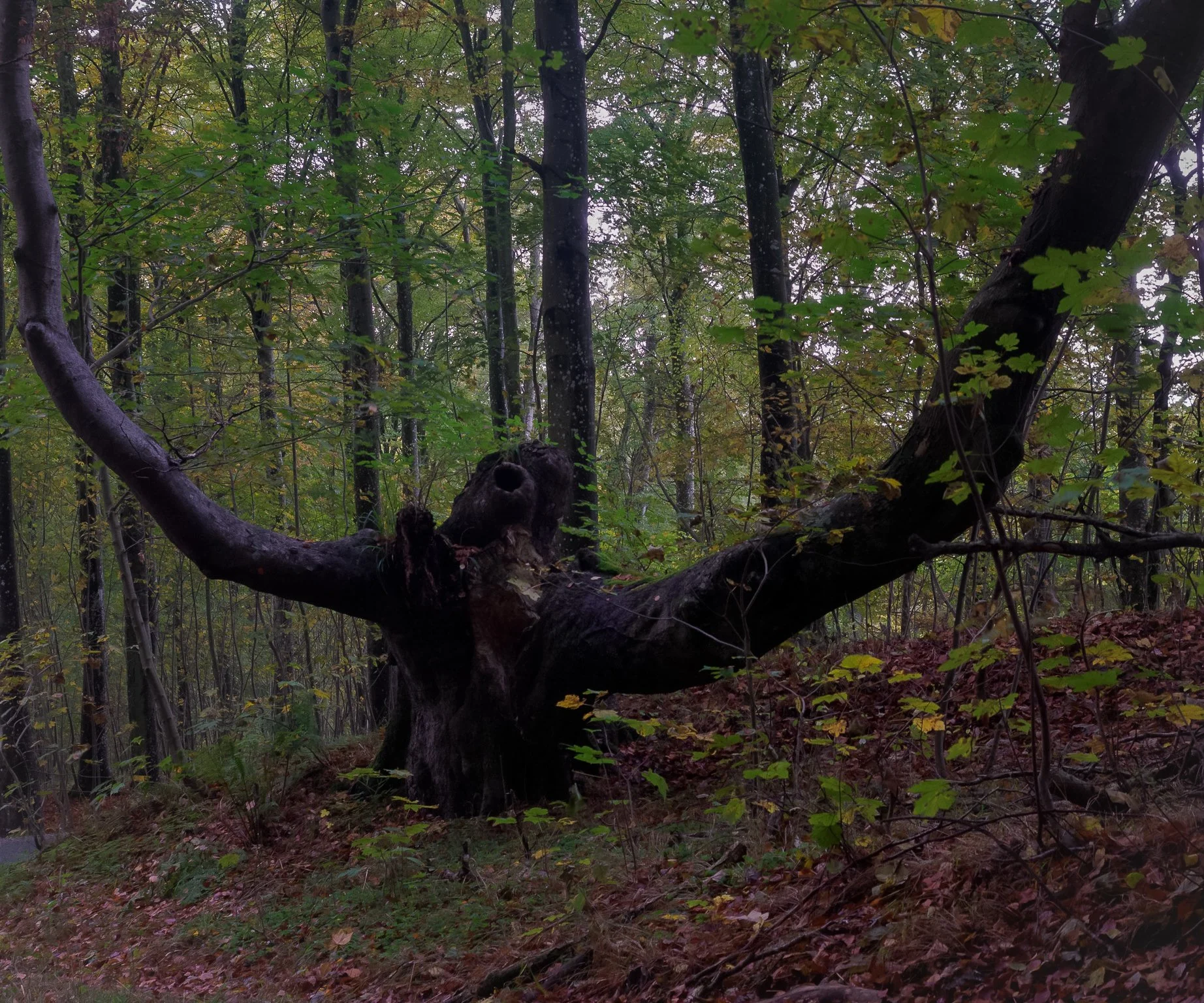 Dense forest with a tree resembling a human figure.