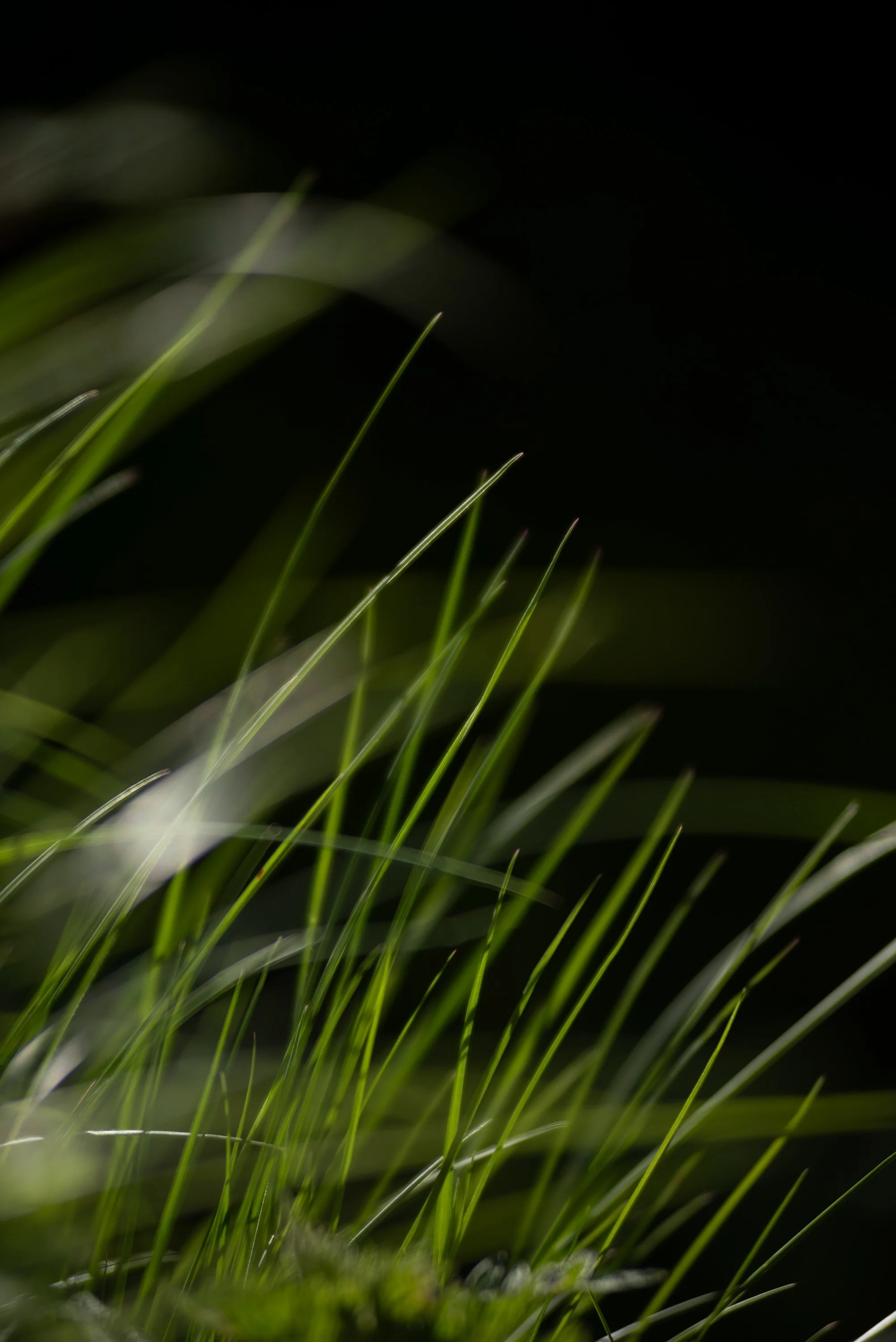 Green grass blades against a dark background.