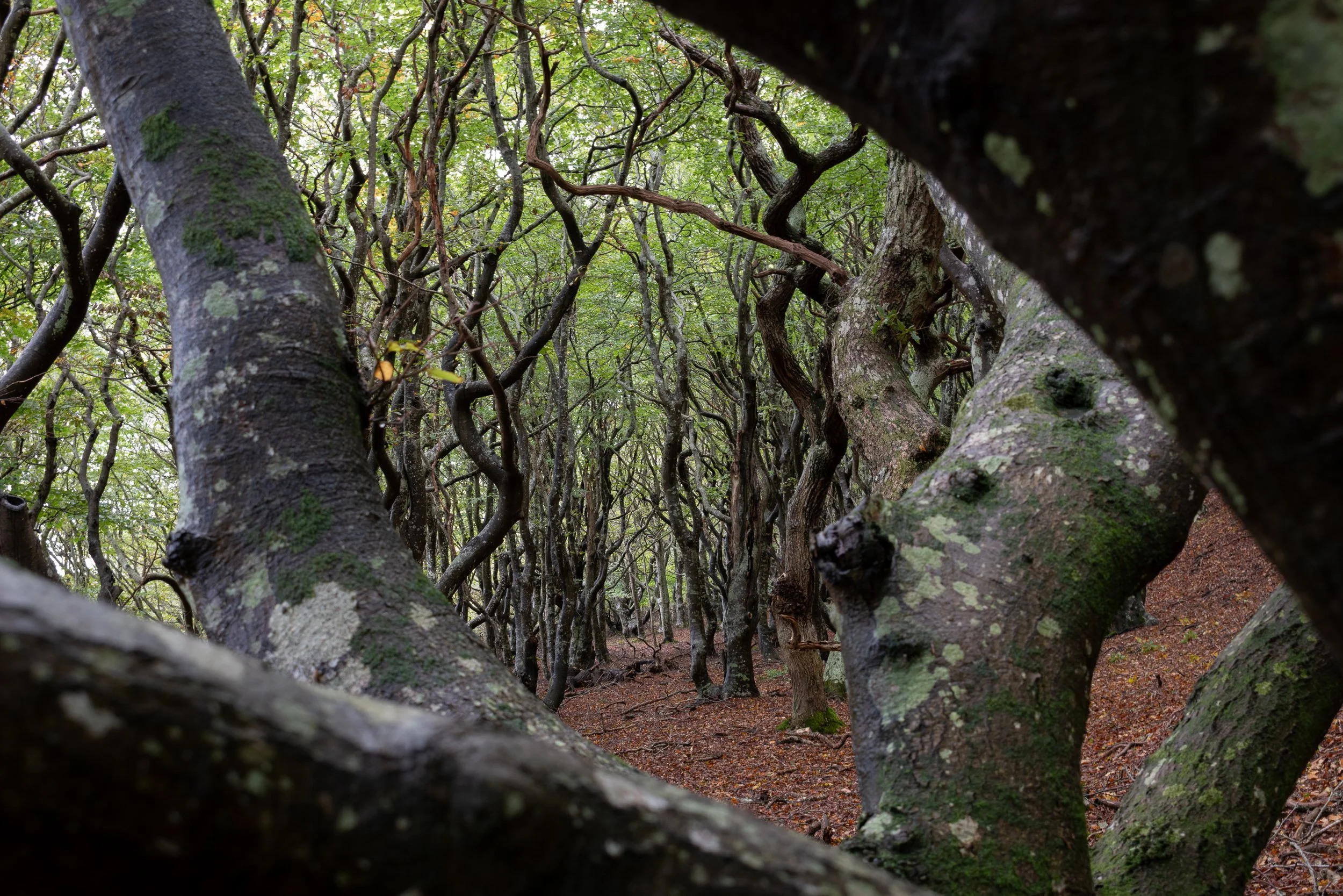 View through twisted tree trunks into a dense green woodland.