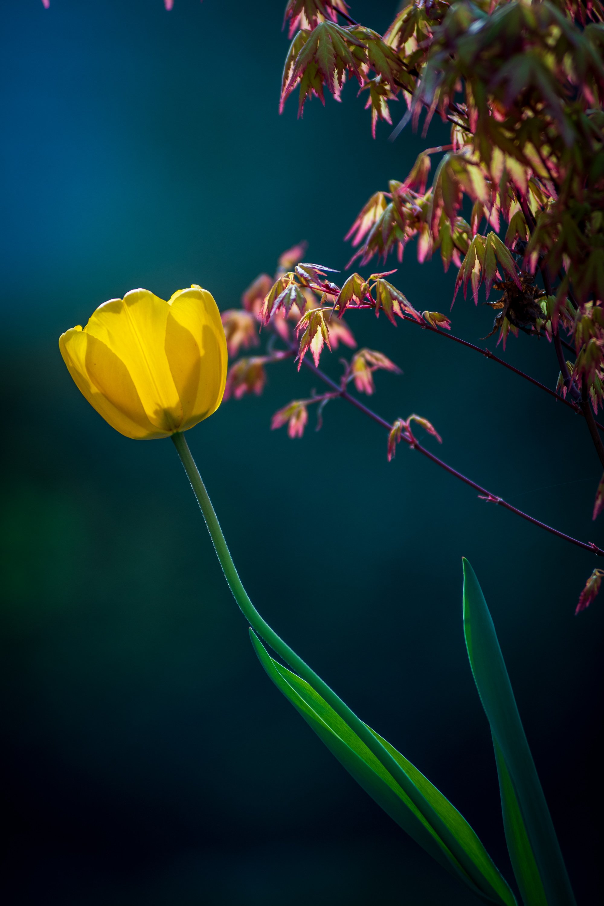 Yellow tulip beside reddish leaves against a dark background.
