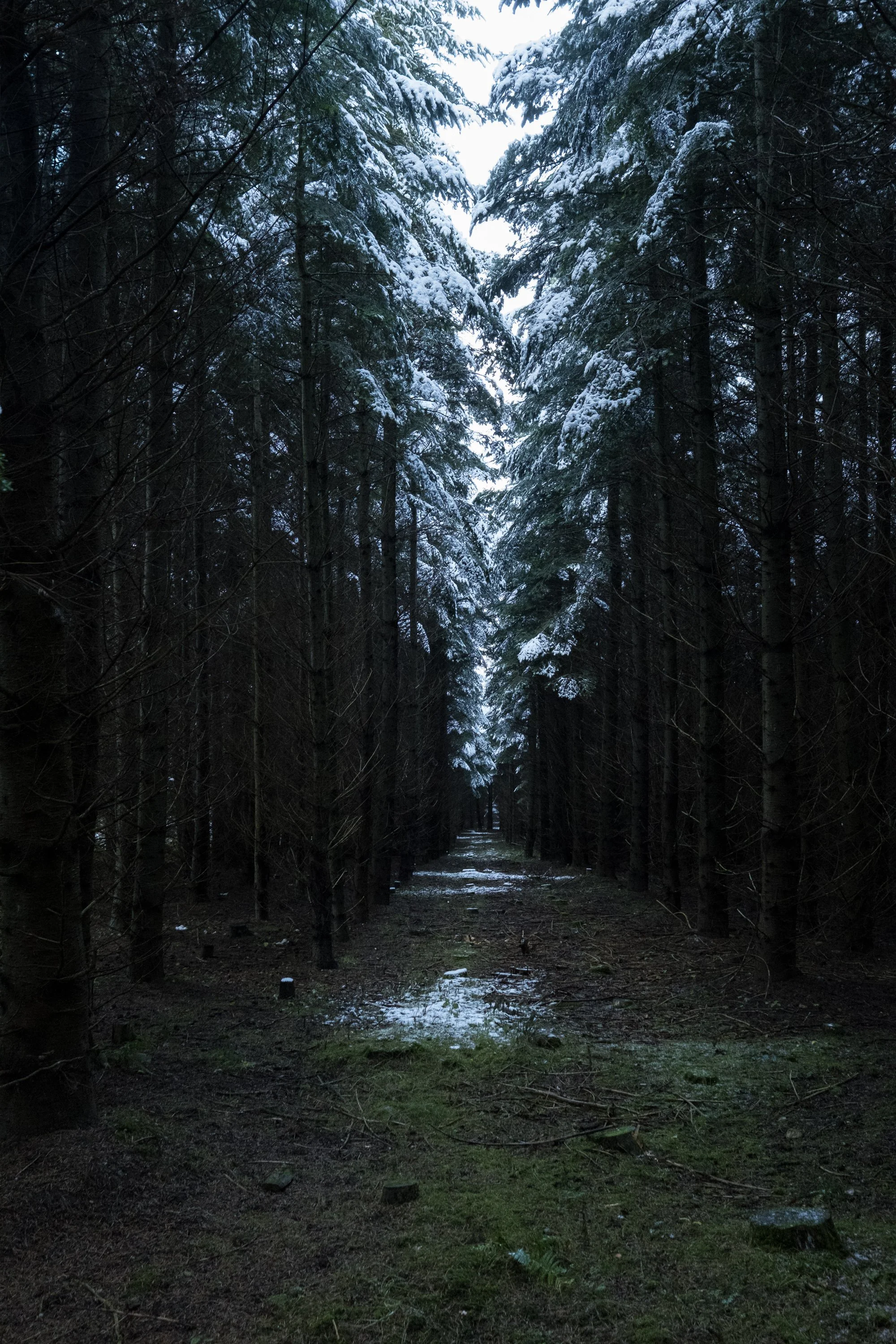 A narrow path between rows of tall trees with snow on the branches.