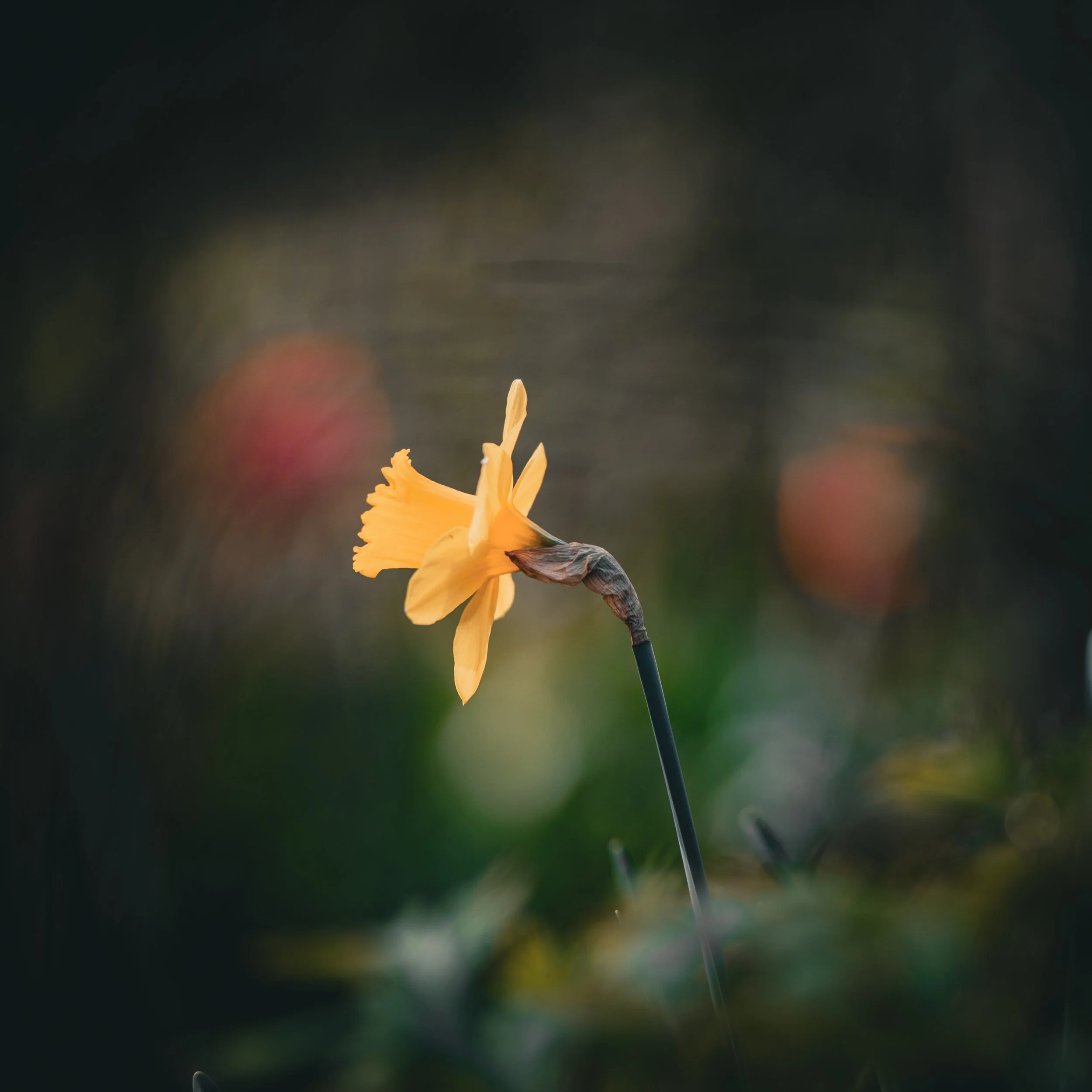 Close-up of a yellow flower against a blurred background.
