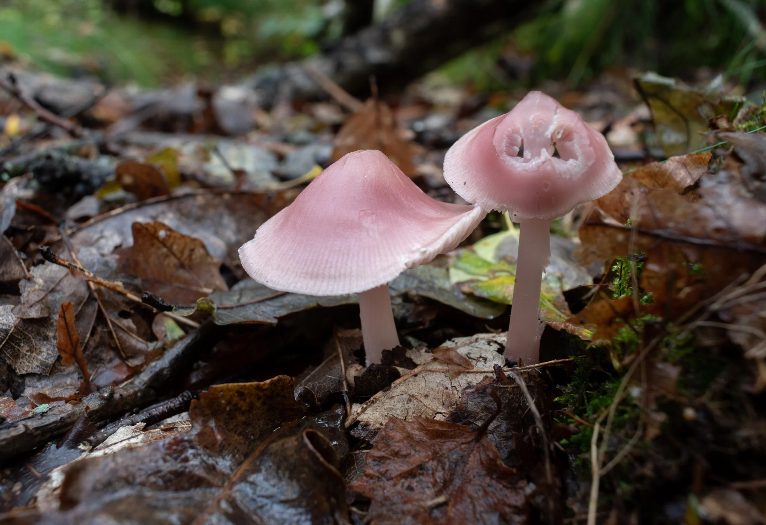 Two pink mushrooms growing among fallen leaves.