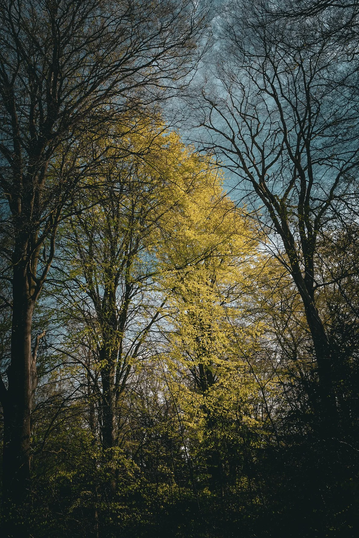 Tall trees with yellow-green leaves and sunlight between the branches.