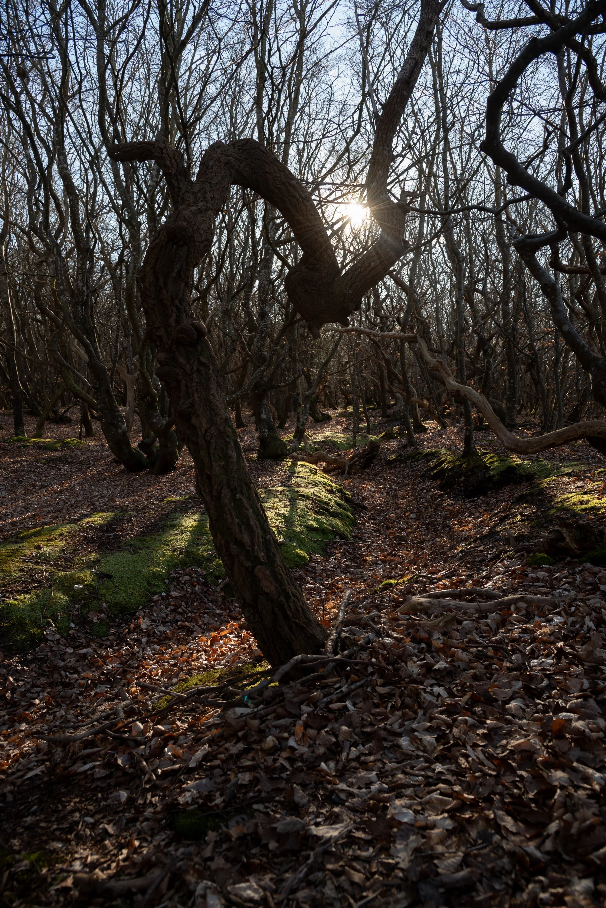 Leafless trees with sunlight between the branches and fallen leaves on the ground.