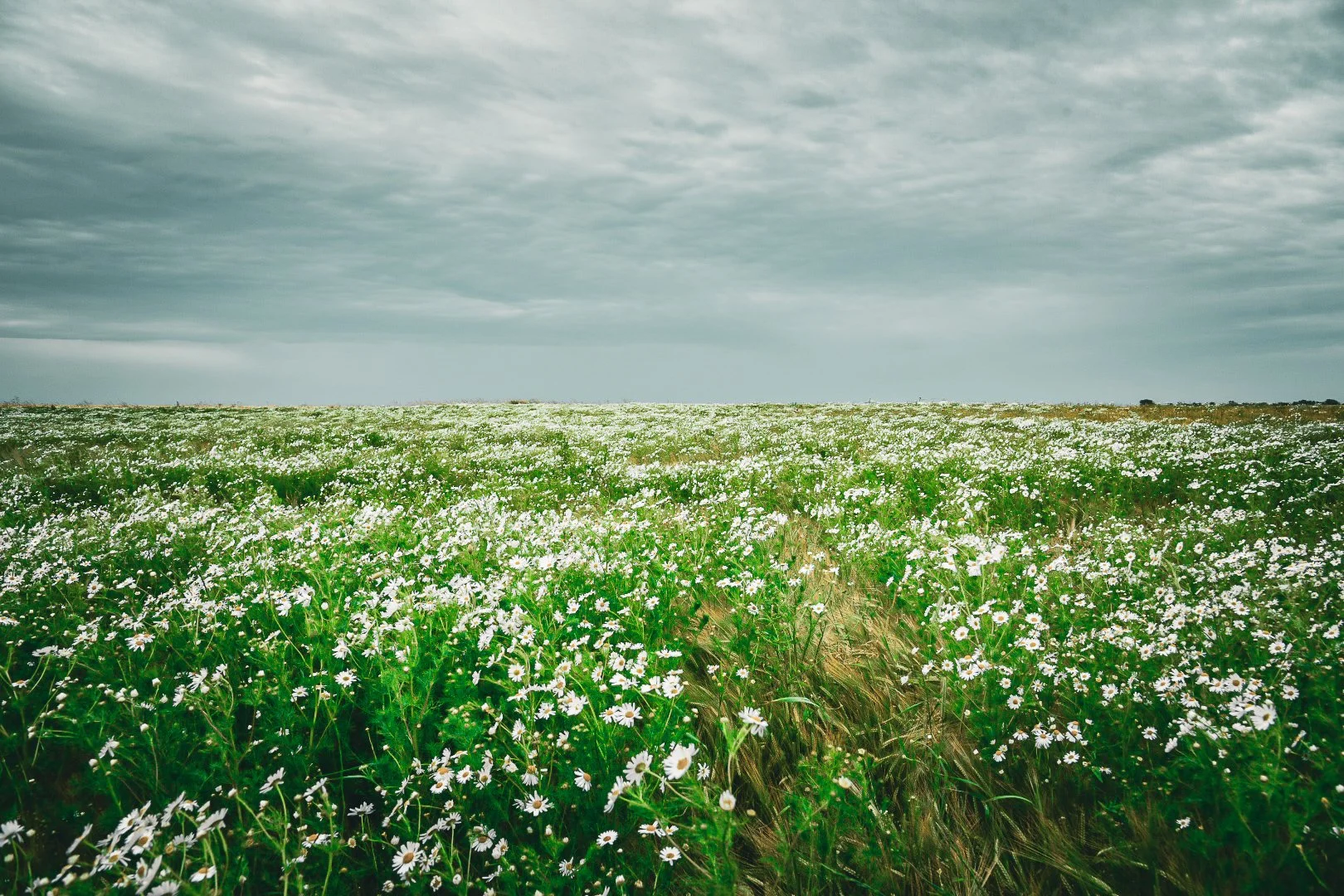 Field of white flowers under a cloudy sky.