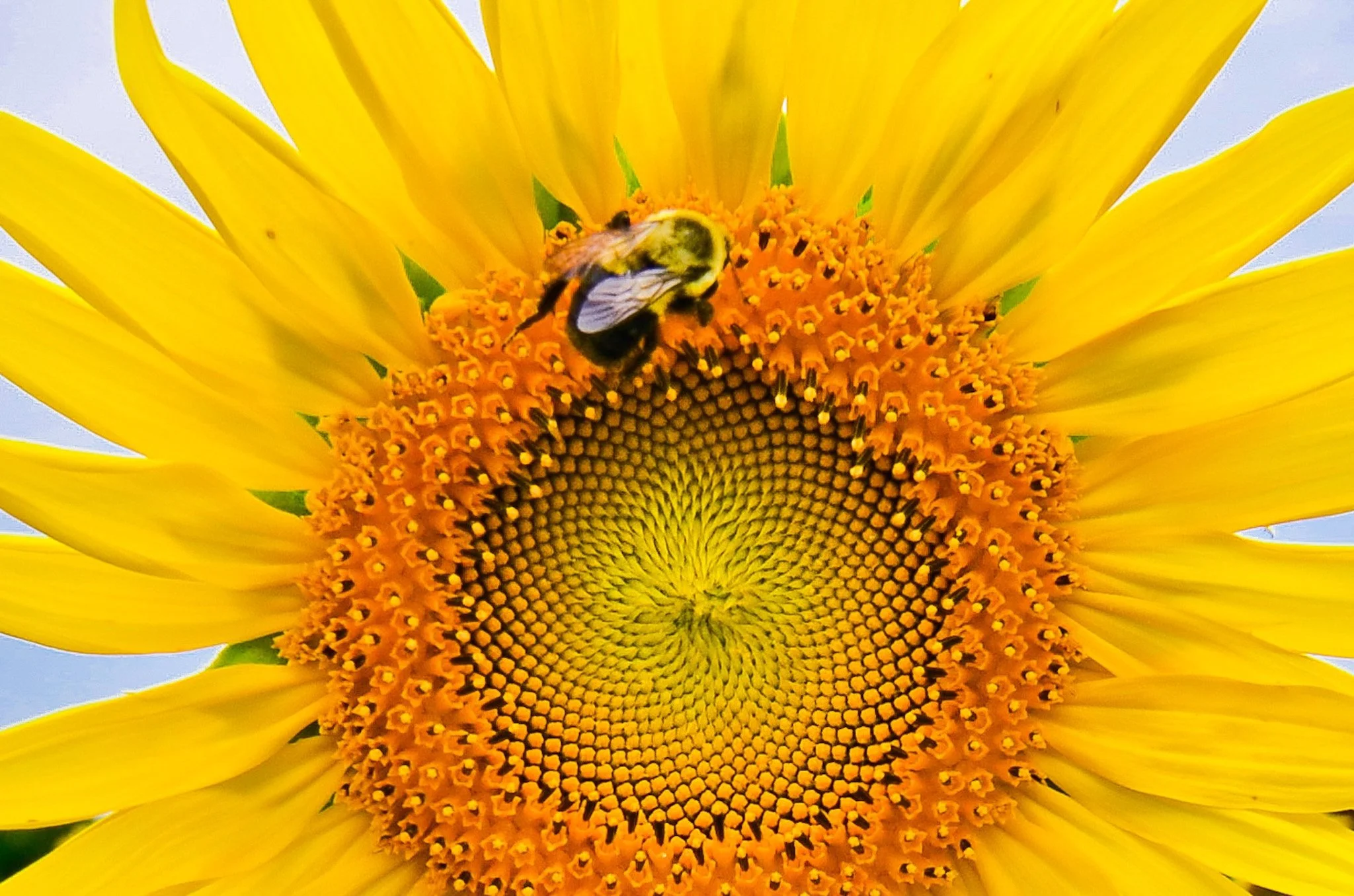SUNFLOWER-08.jpg