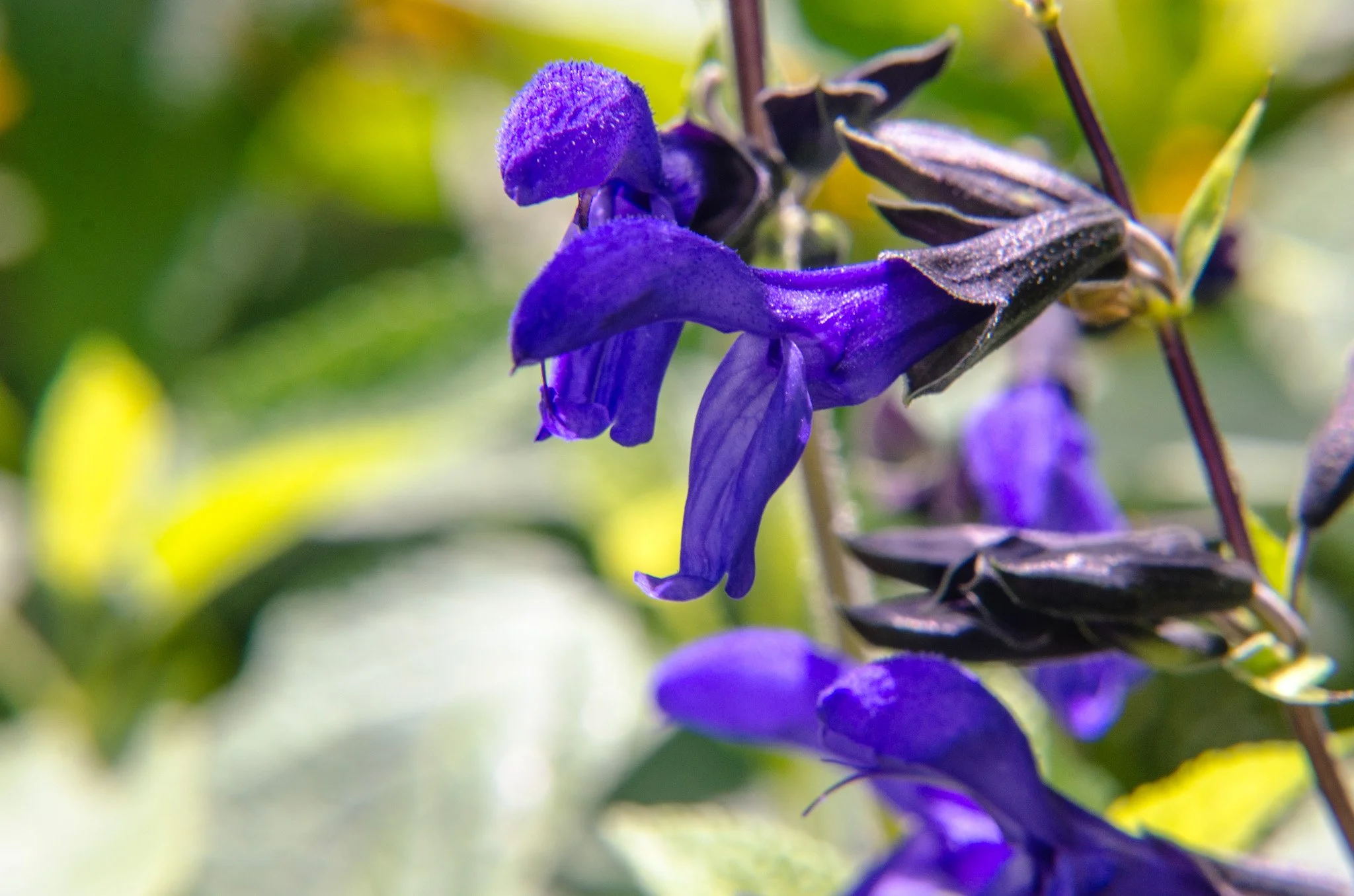 bloom-17.jpg