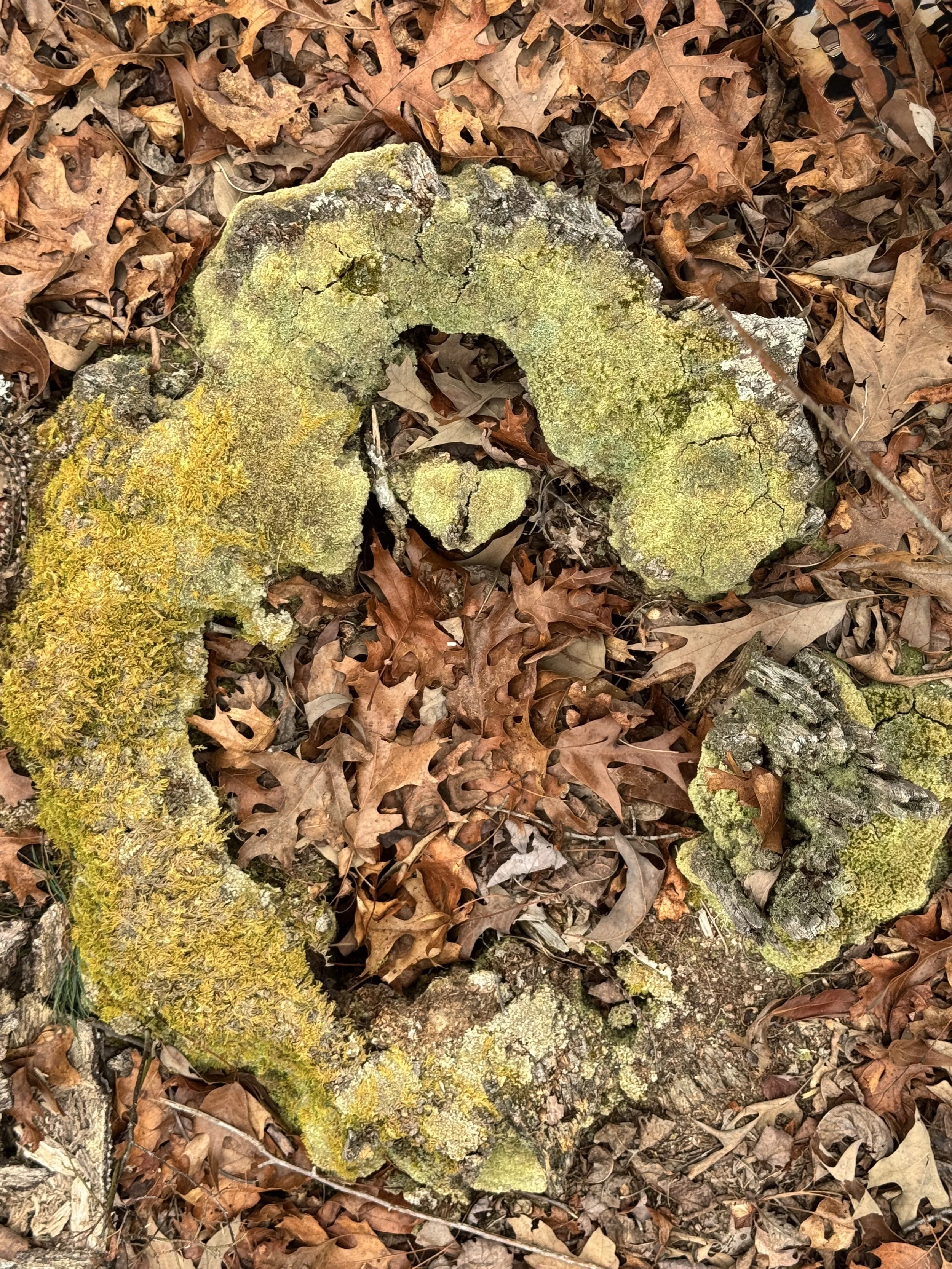 tree stump moss.jpg