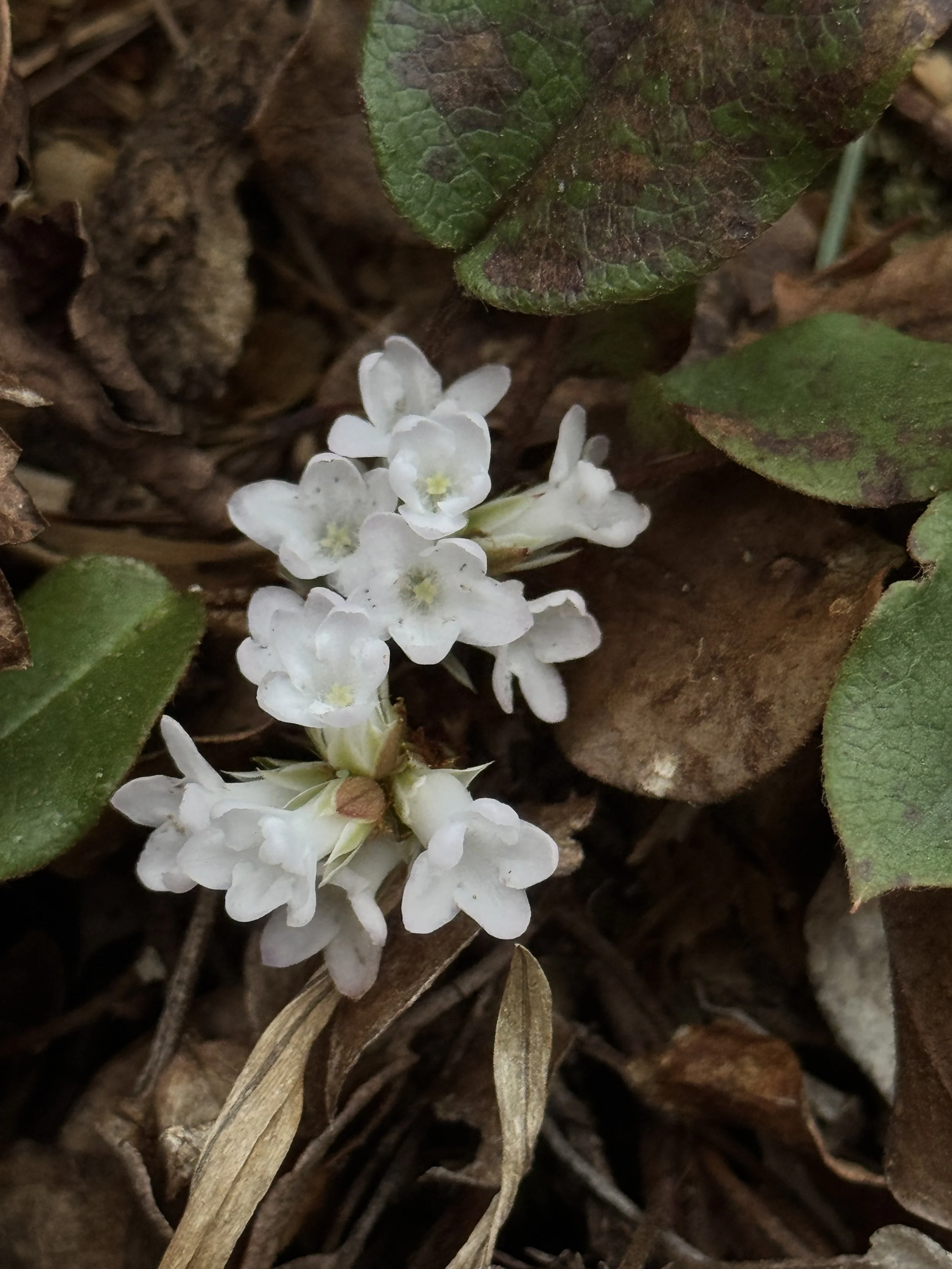 Trailing Arbutus - Epigaea Repens- Devils Fork State Park.JPG