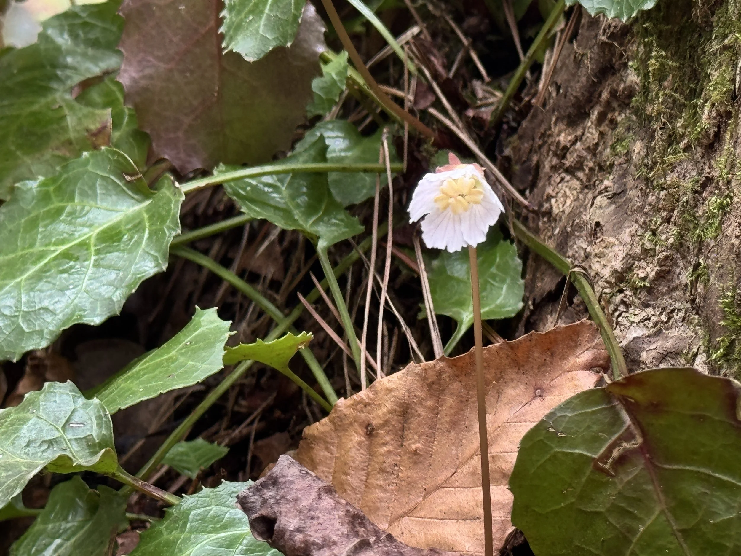 Shortia galacifolia.JPG