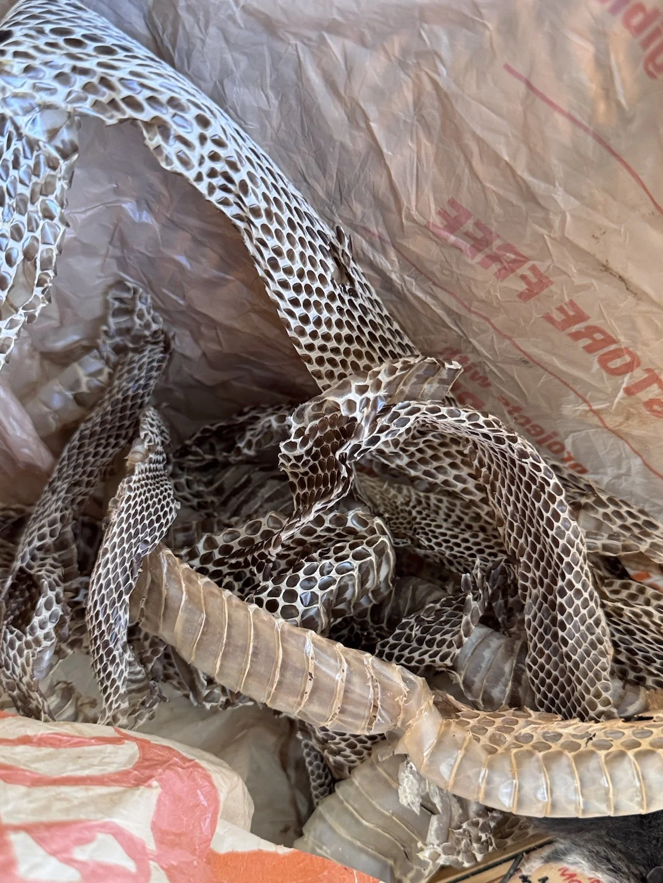 bag of snake skins.JPG