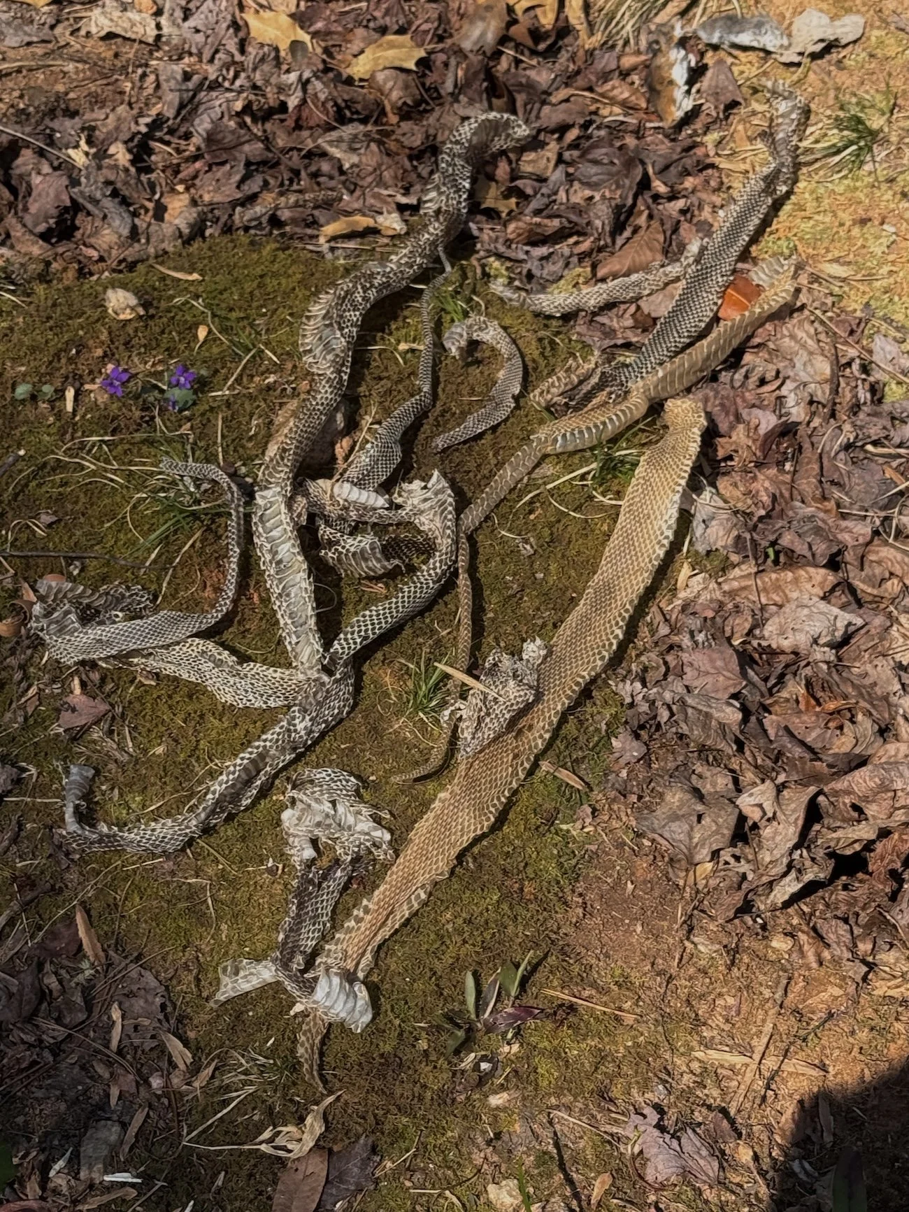 snake skins.JPG