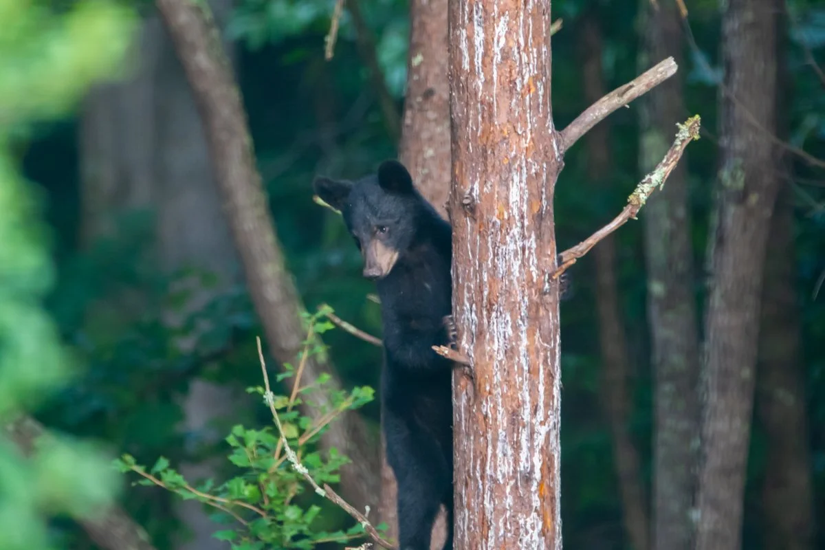 The Little Bear Who Lost His Way