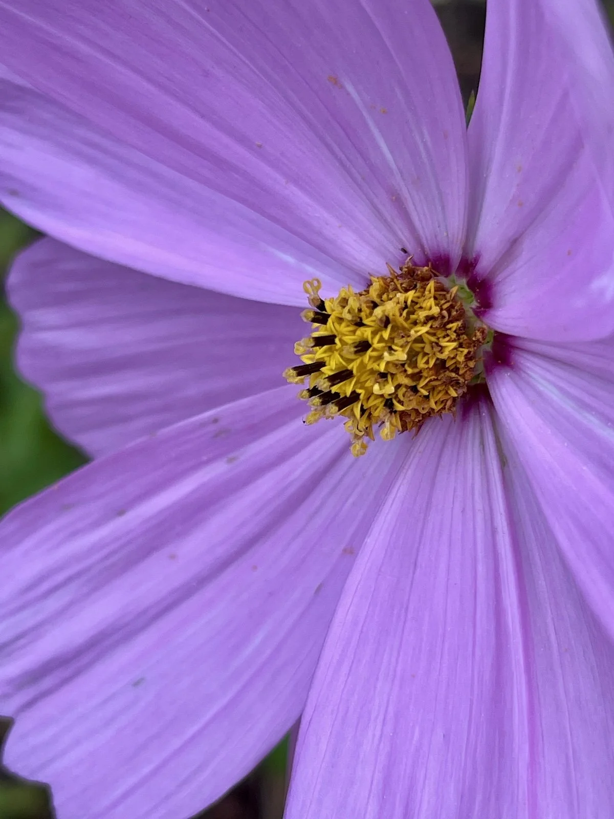 purple.jpeg