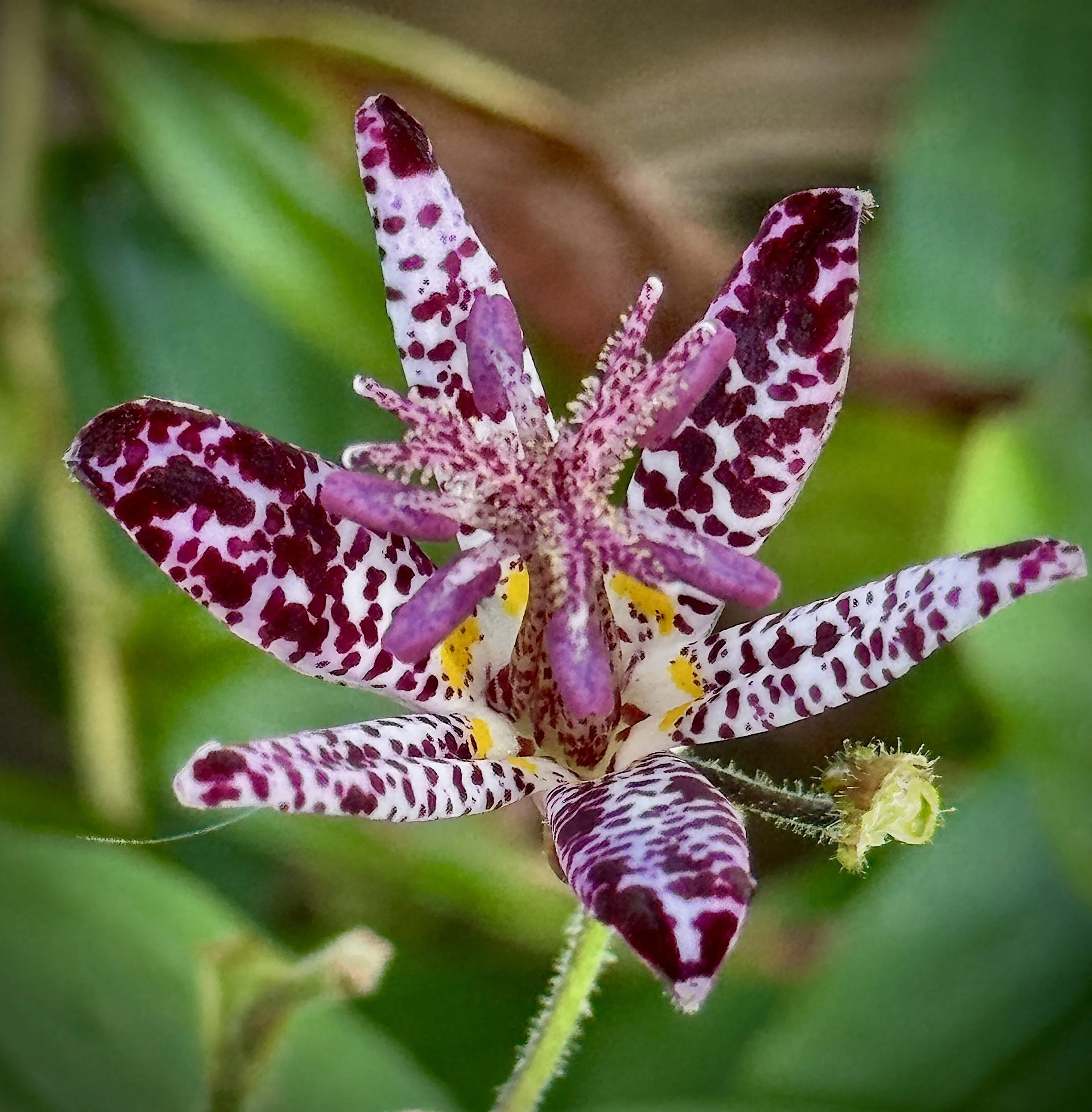 trout lilly bloom.JPG