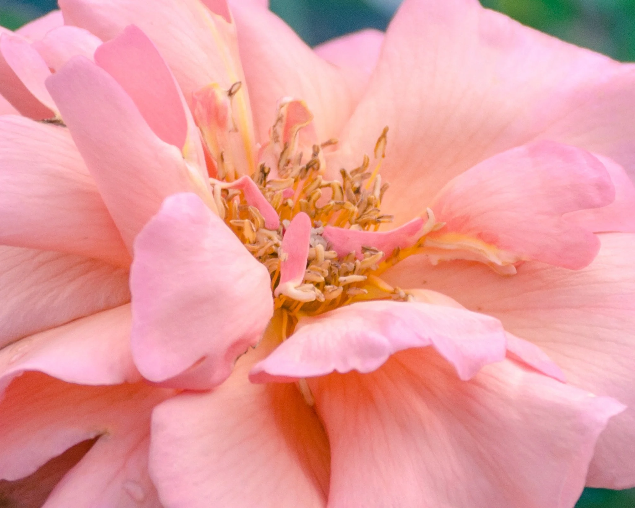bloom-12.jpg