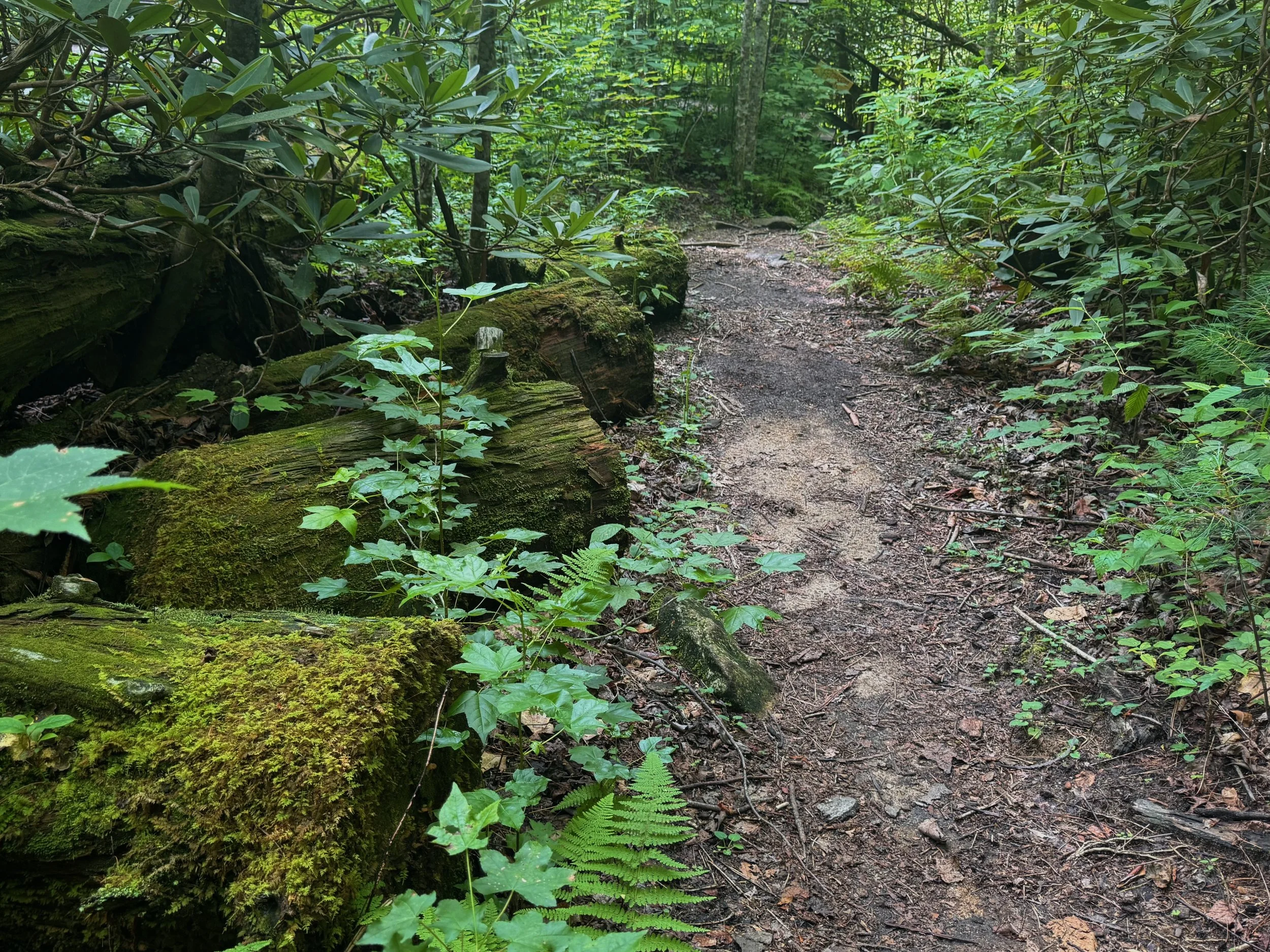Mossy Log Path.jpeg