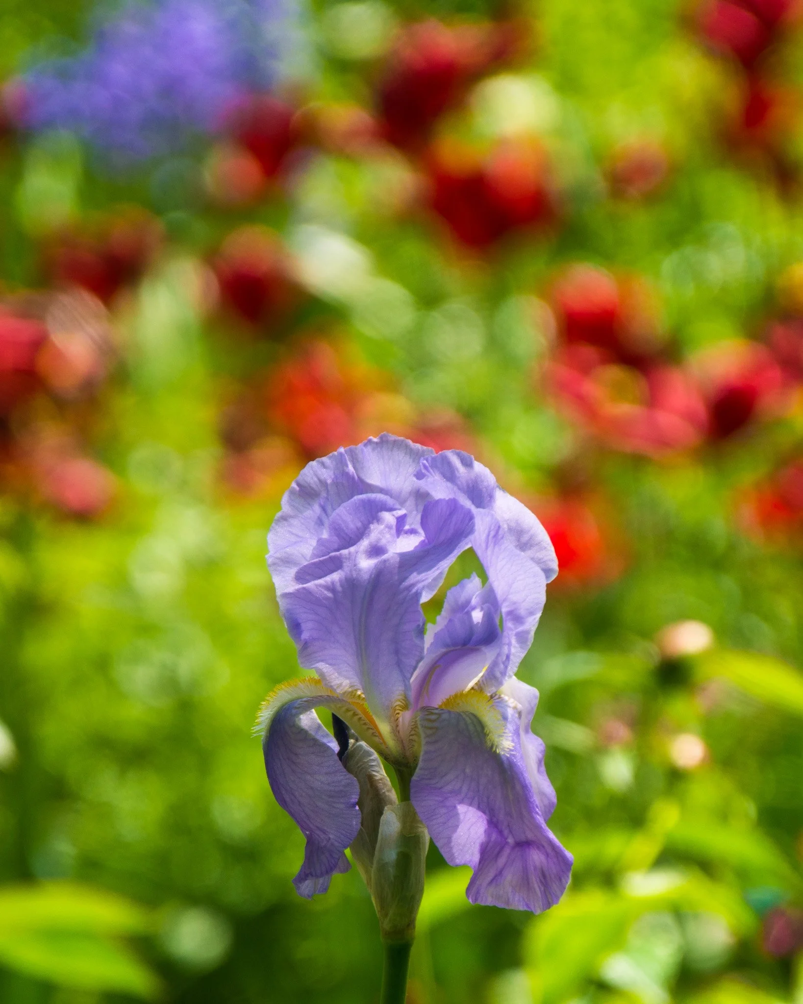 bloom-21.jpg