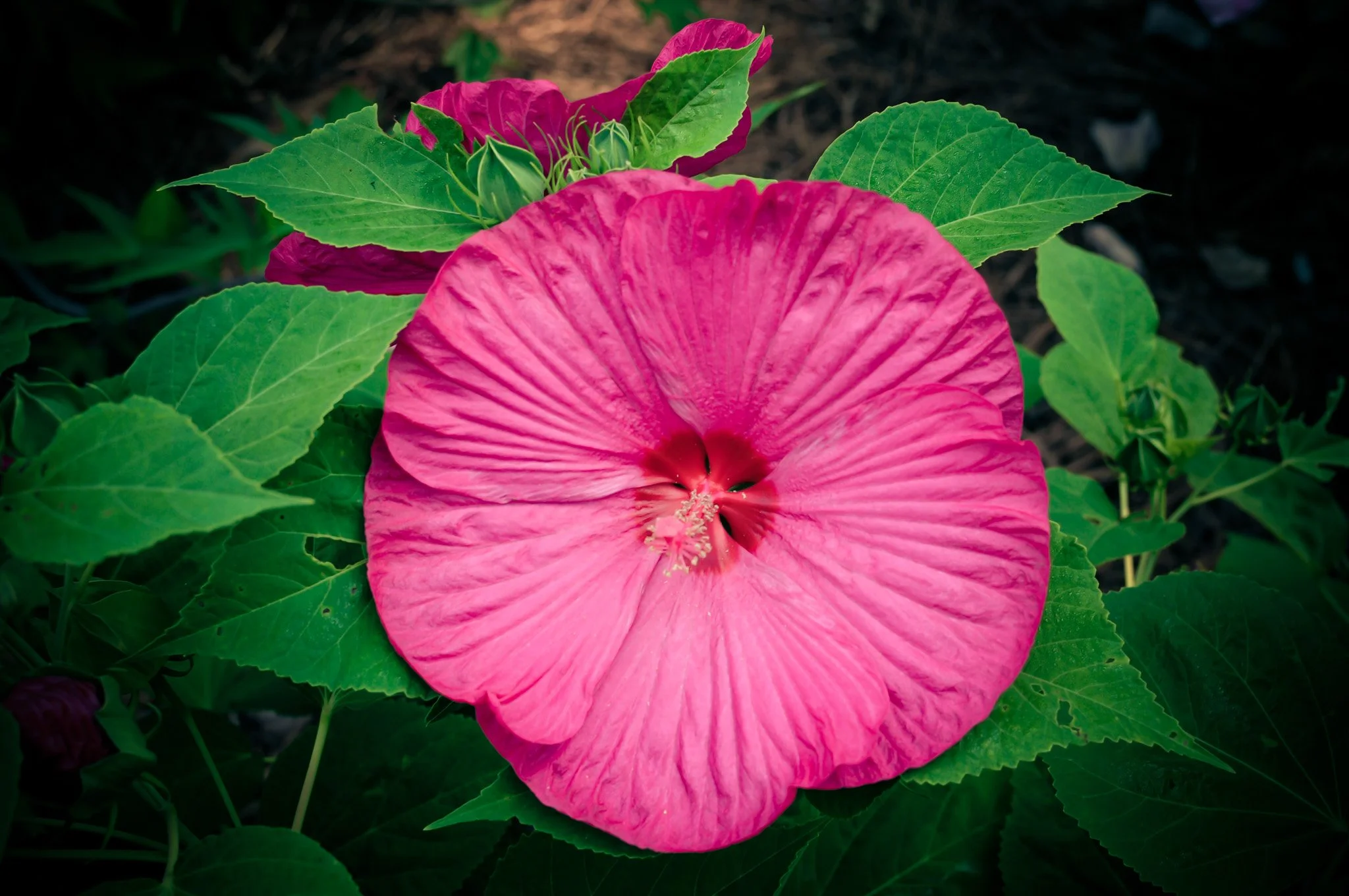 bloom-41.jpg