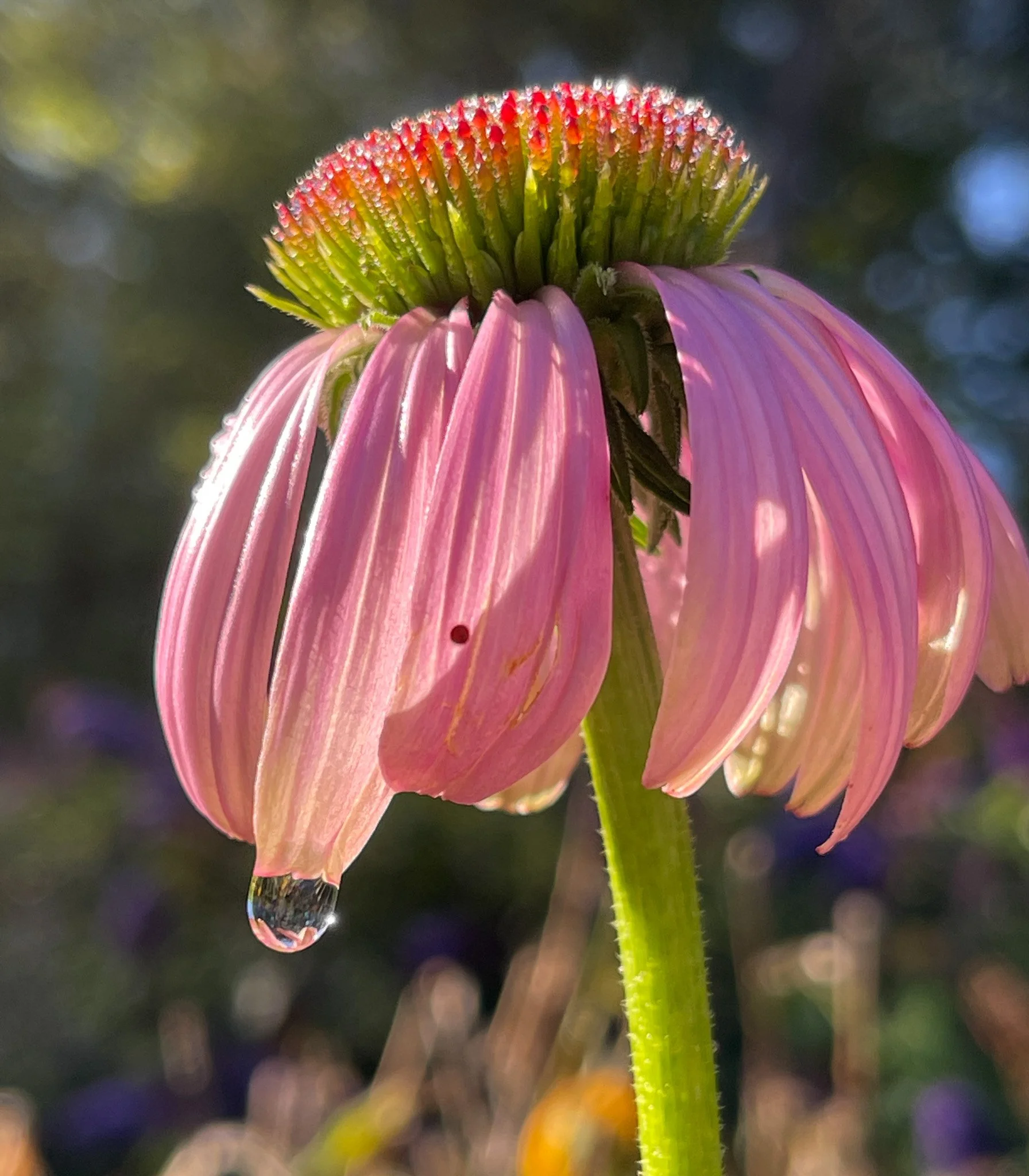 bloom-01.jpg