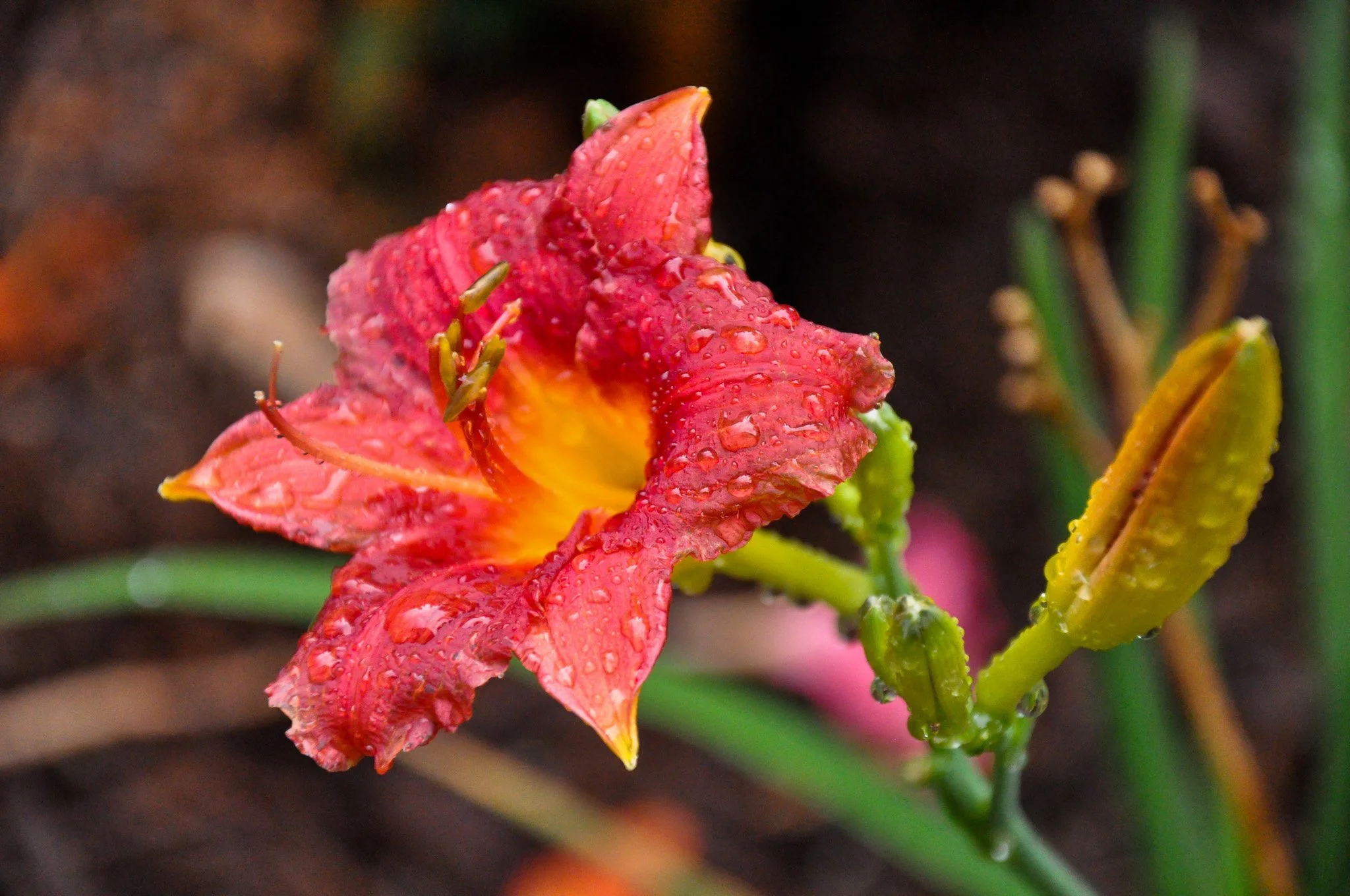 bloom-34.jpg