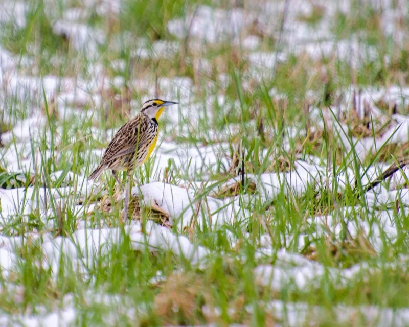 snow bird.jpg