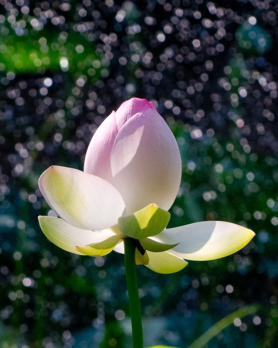 waterfall lotus.jpg