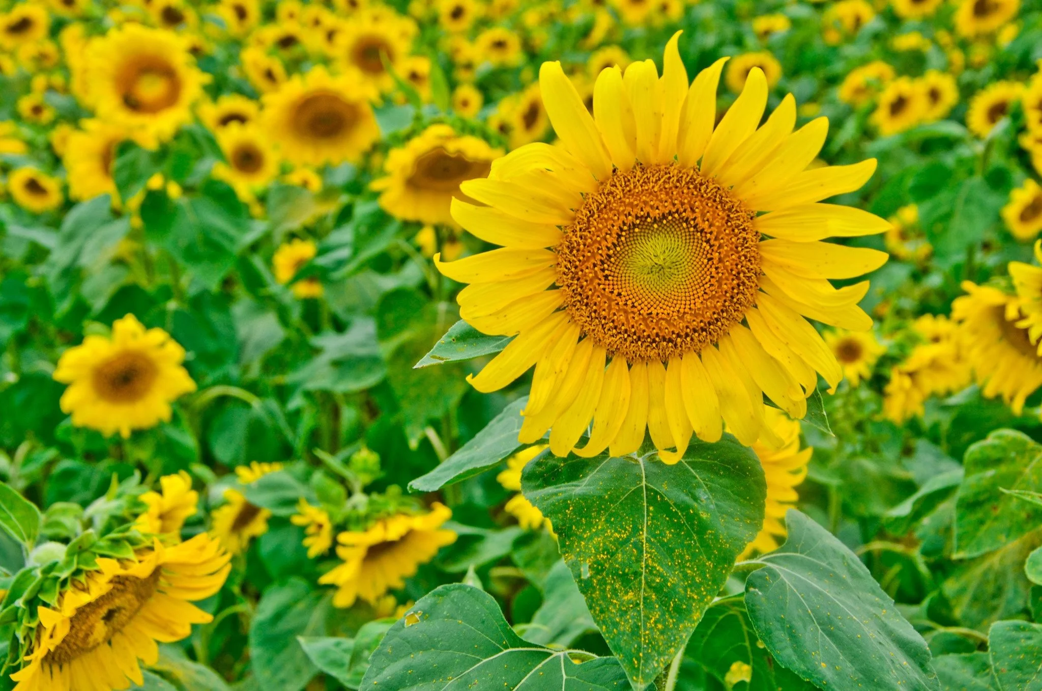 SUNFLOWER-04.jpg
