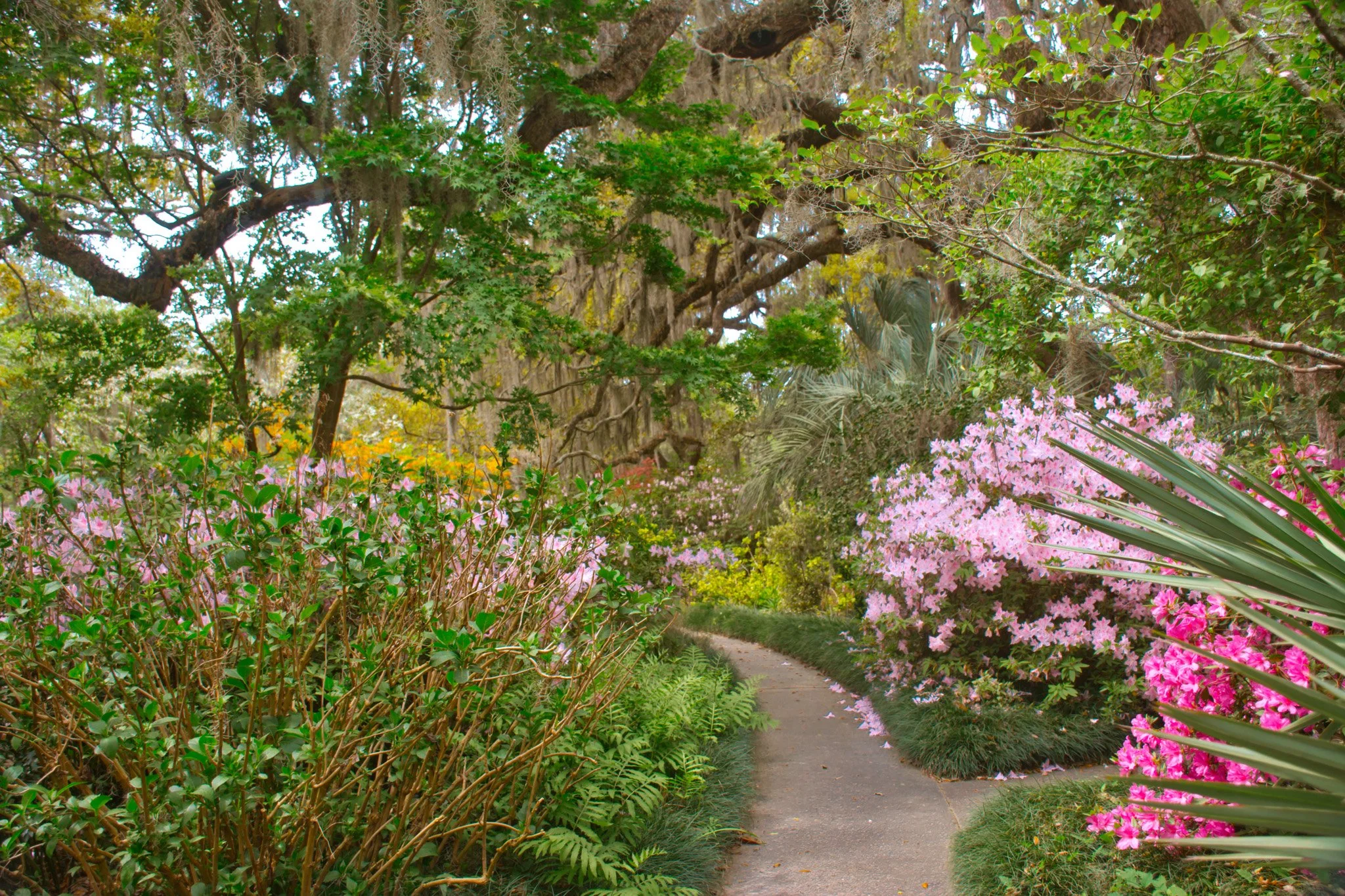 bloom-19.jpg
