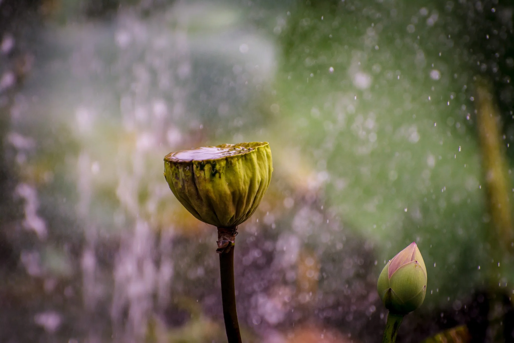 bloom-05.jpg