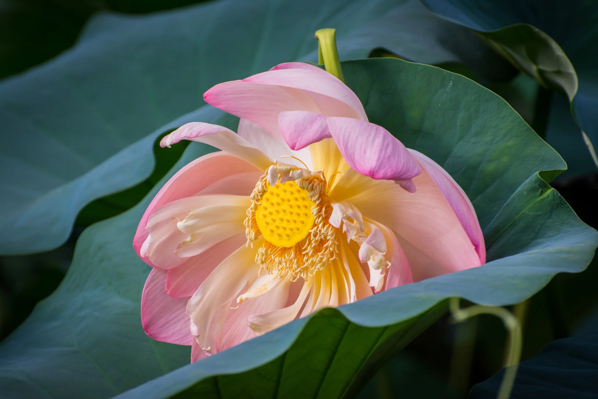 bloom-04.jpg