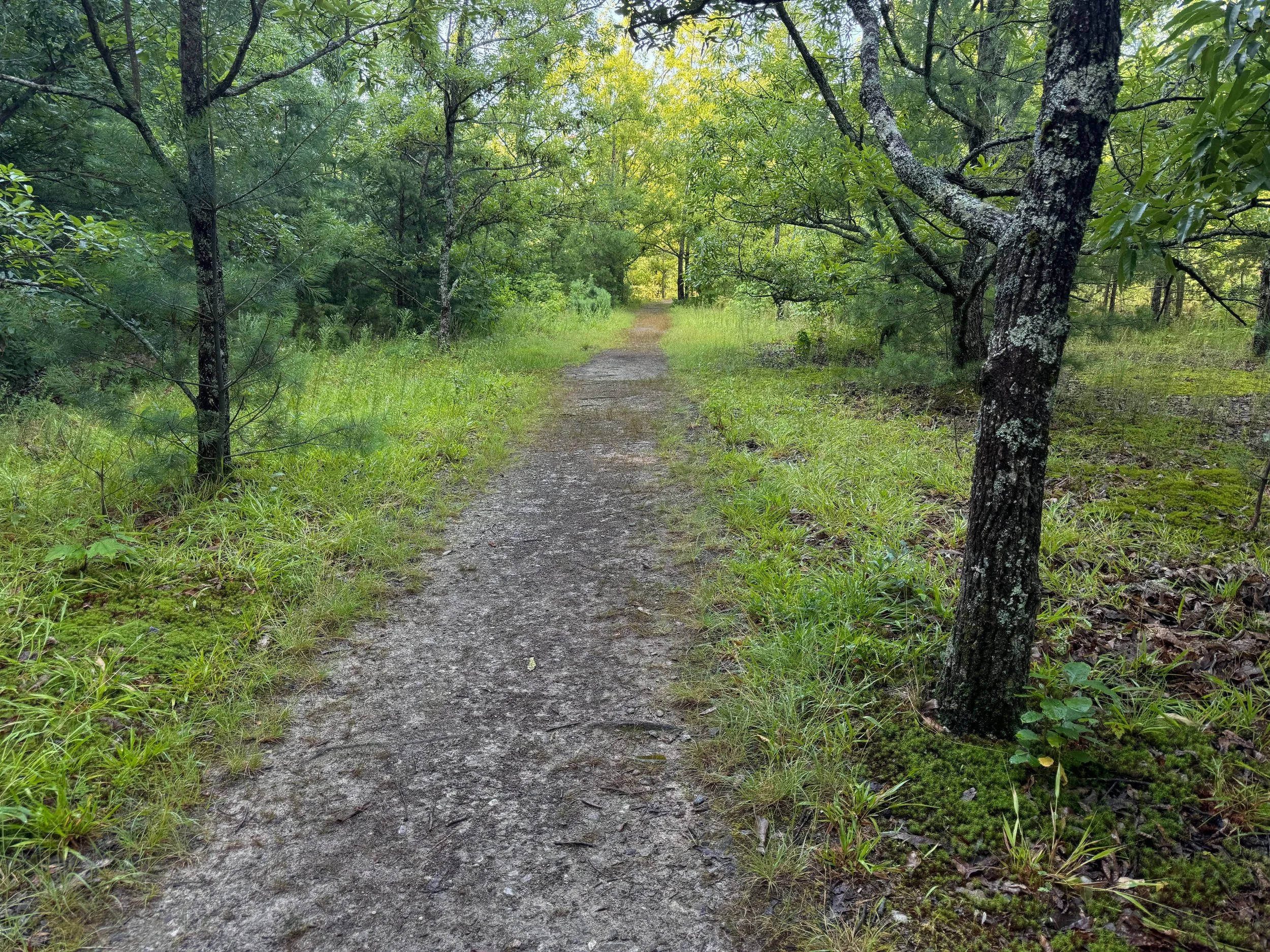 the silent walk.jpeg