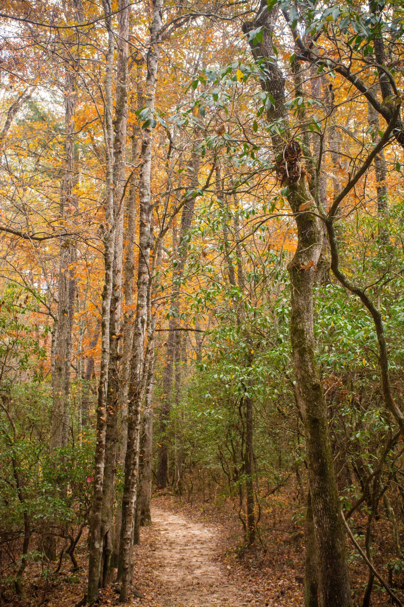 Autumn-29.jpg