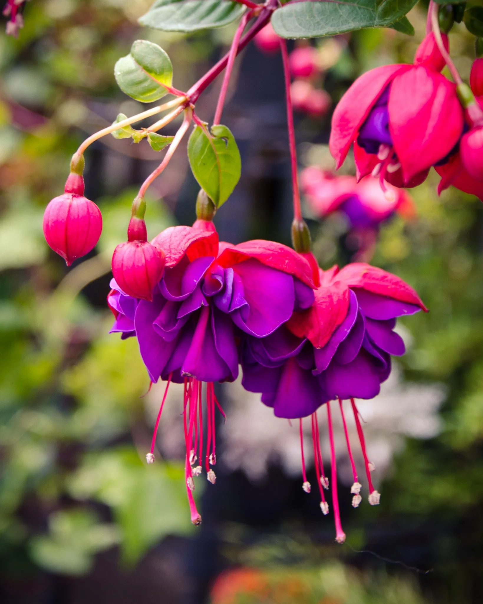 bloom-30.jpg