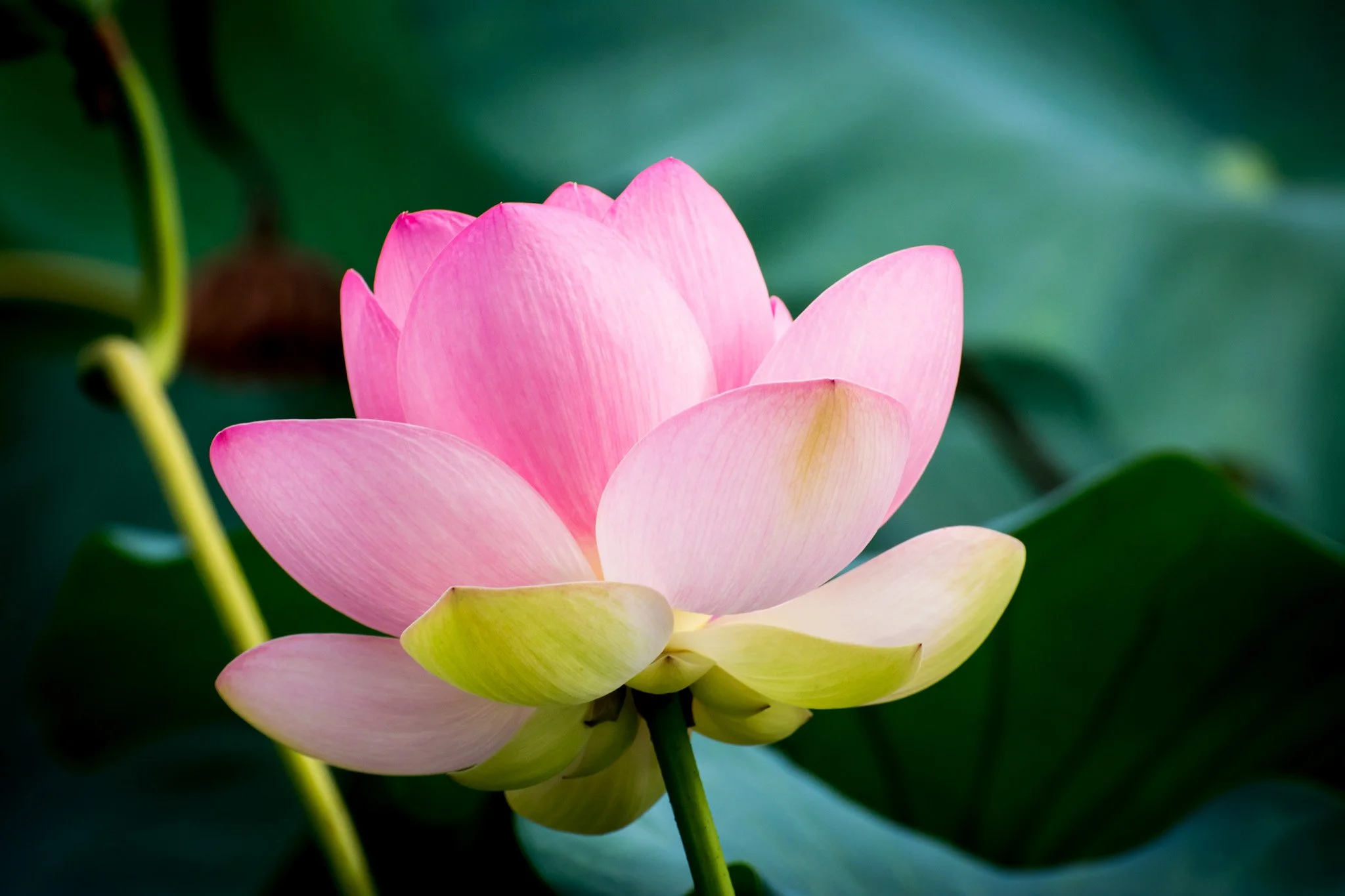 bloom-08.jpg