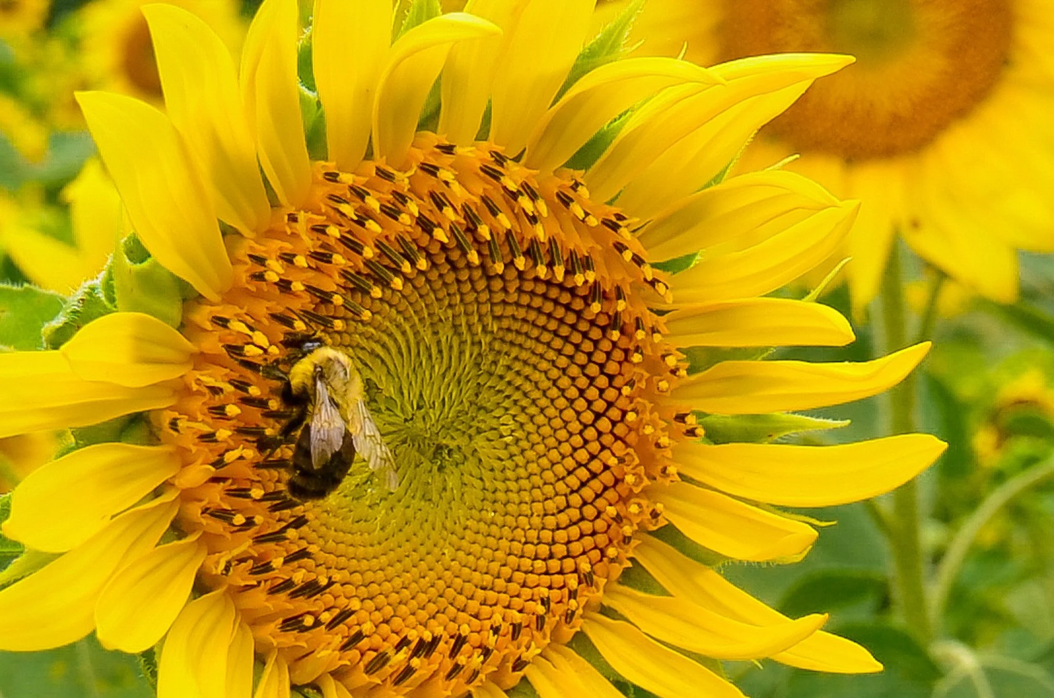 SUNFLOWER-01.jpg