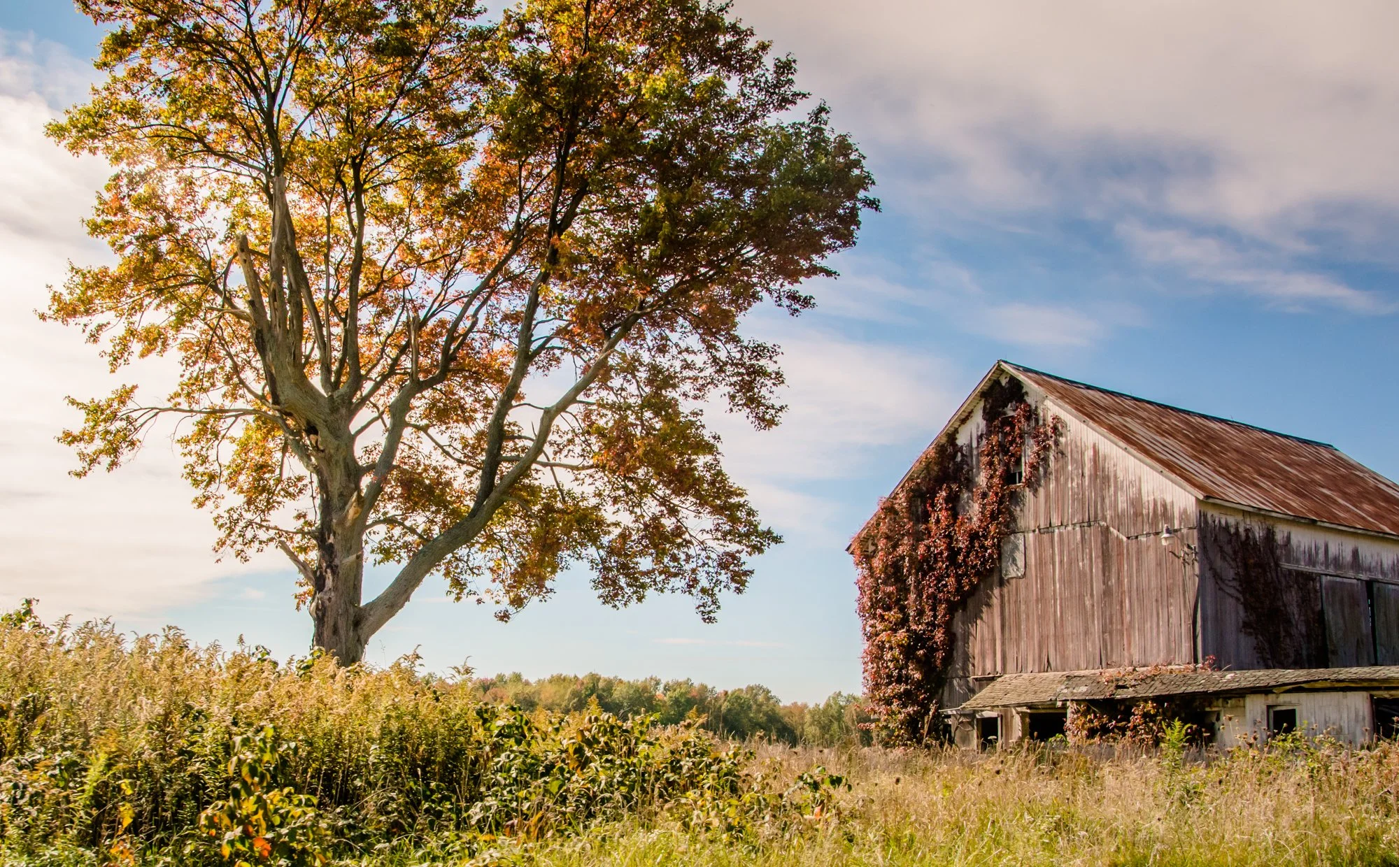 country fall.jpg