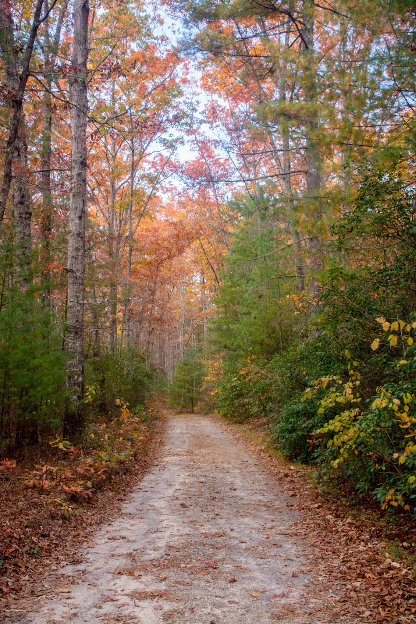 Autumn-22.jpg
