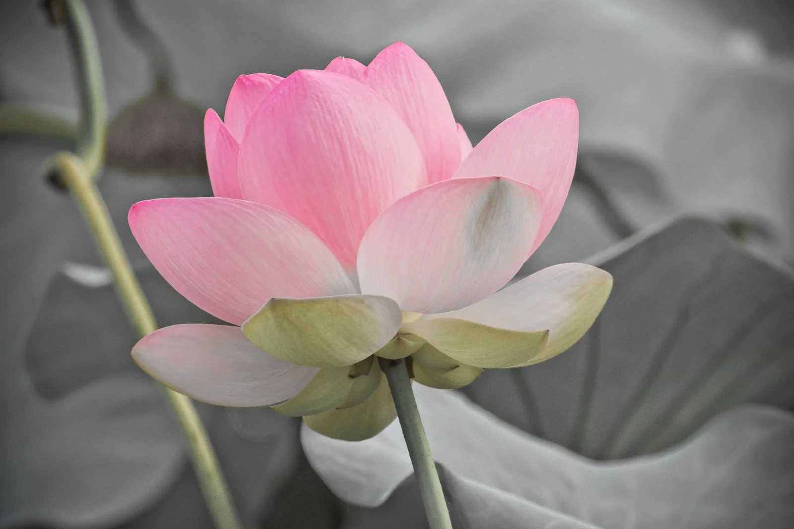 lighter shade of pale.jpg