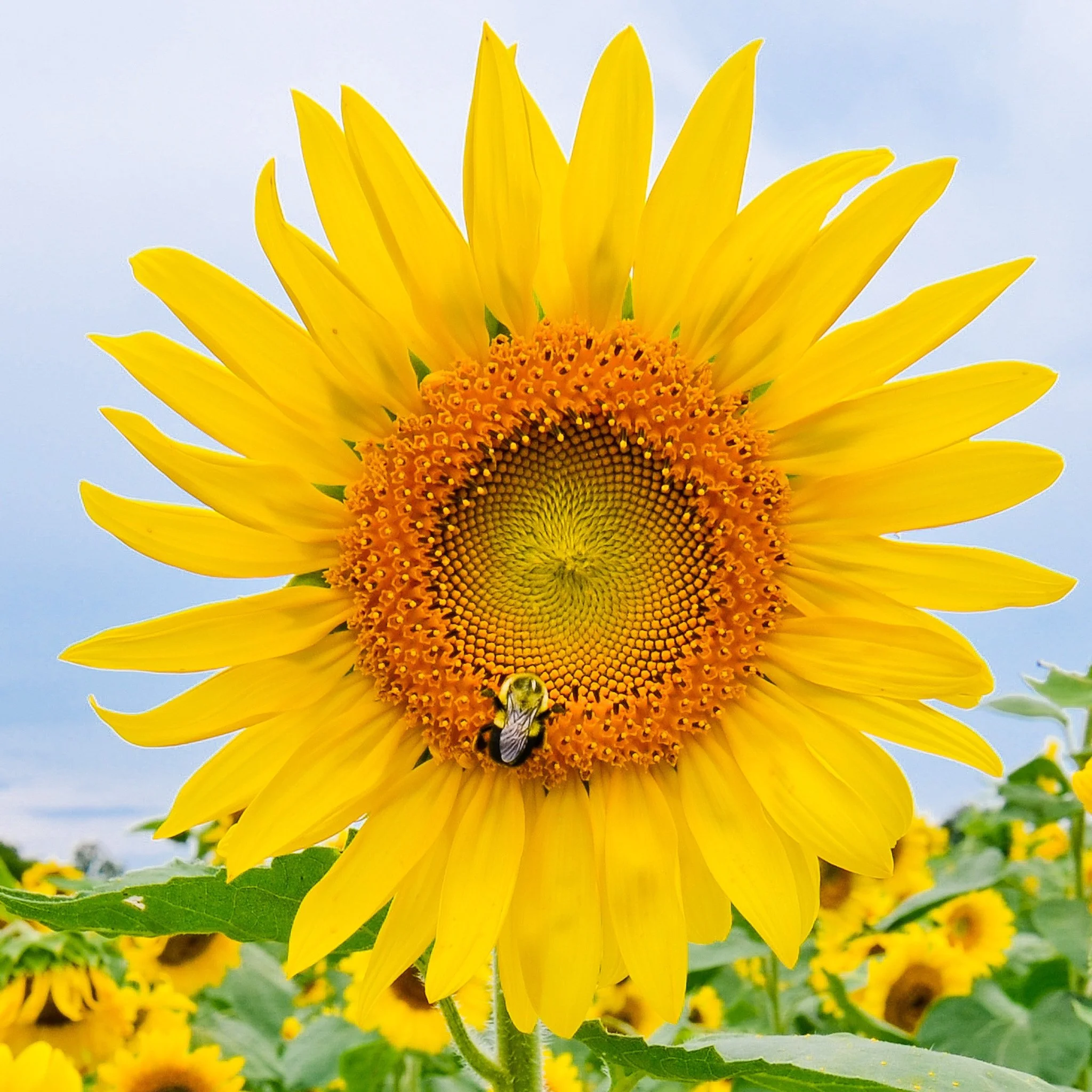 SUNFLOWER-03.jpg
