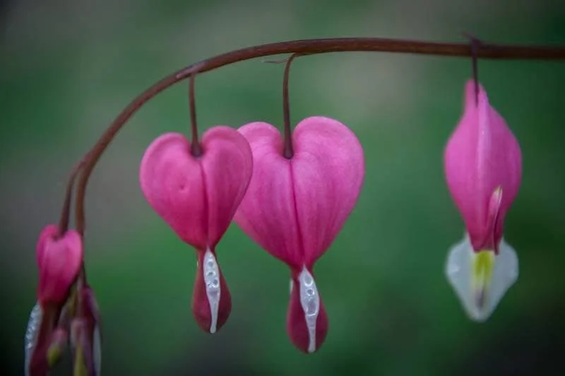 bleeding hearts.JPG