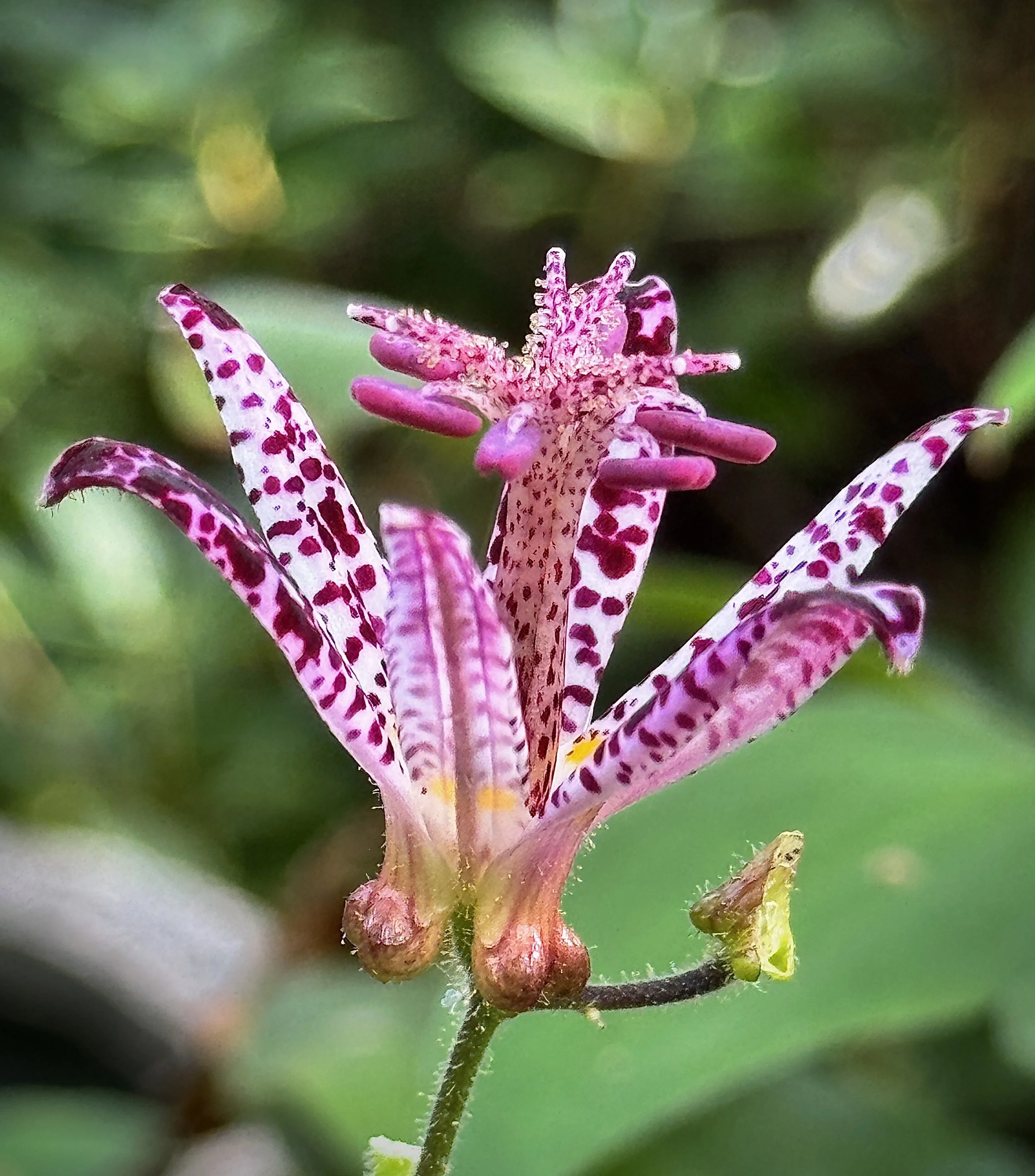 trout lilly -purple.JPG