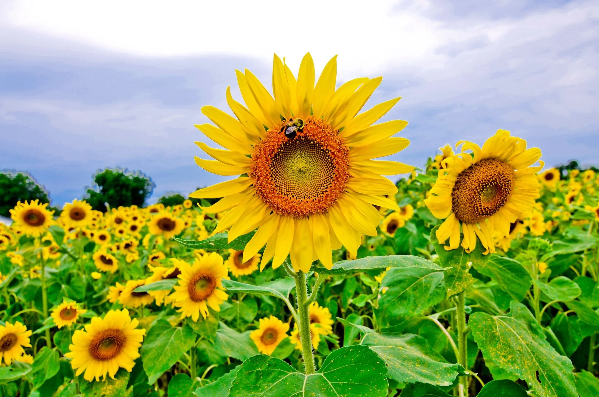 SUNFLOWER-09.jpg