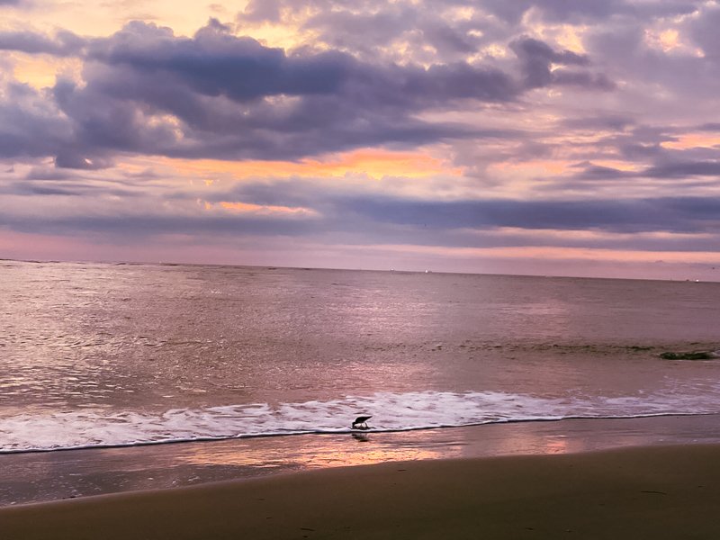 the early bird.jpg