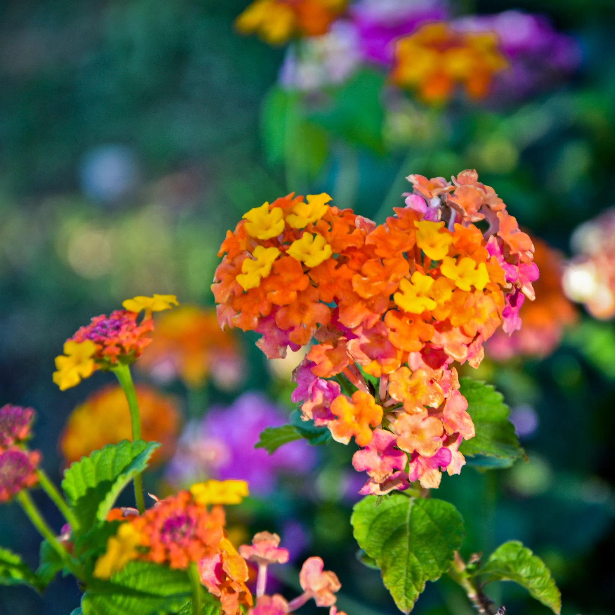 bloom-29.jpg