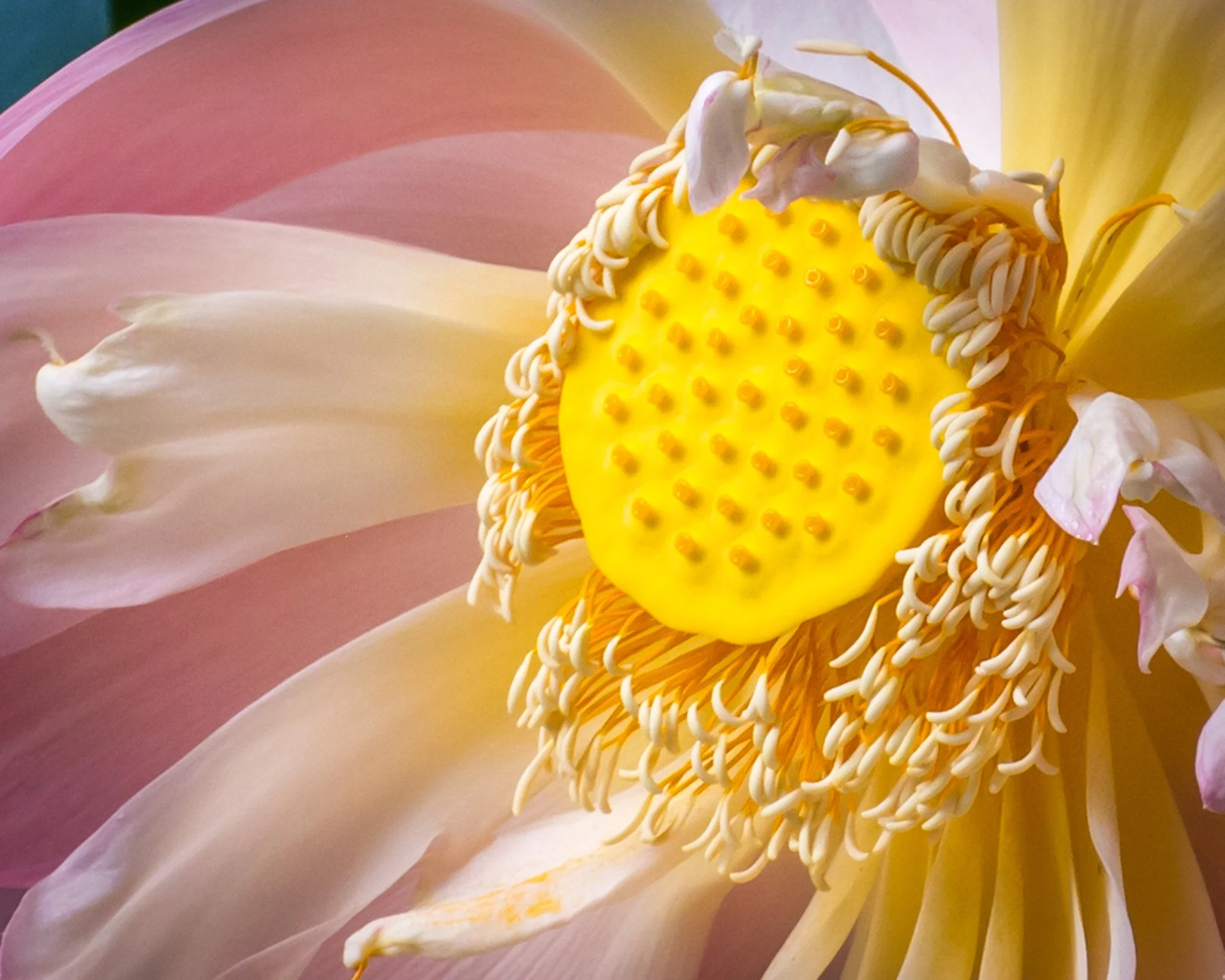 bloom-03.jpg