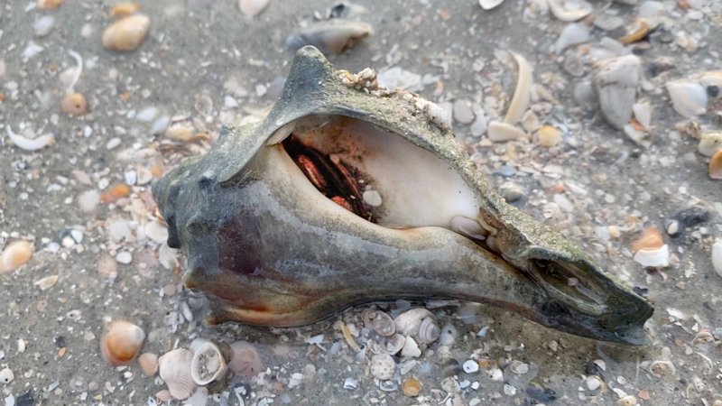 Shellhouse.jpg